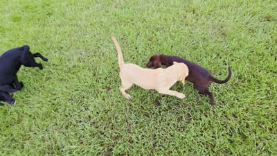 Max, a male Labrador Retriever for sale in Port Wentworth, GA – 4 of 6