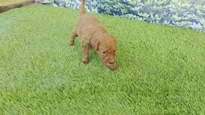 Millie, a female Goldendoodle for sale in Port Wentworth, GA – 4 of 8