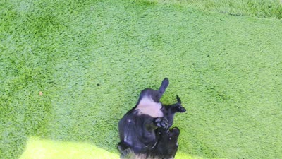 Leo, a male Labrador Retriever for sale in Savannah, GA – 2 of 7