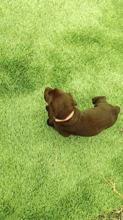 Lucy, a male Labrador Retriever for sale in Savannah, GA – 2 of 7
