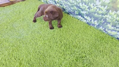 Benny, a male Labrador Retriever for sale in Savannah, GA – 2 of 5