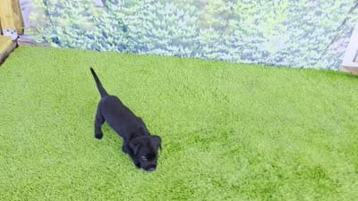 Daisy, a female Labrador Retriever for sale in Savannah, GA – 4 of 9
