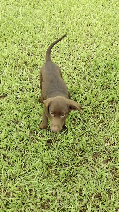 Bear, a male Labrador Retriever for sale in Savannah, GA – 2 of 6