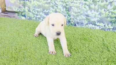 Milo, a male Labrador Retriever for sale in Savannah, GA – 2 of 6