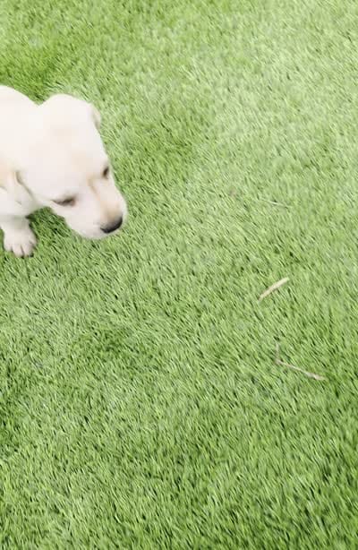 Max, a male Labrador Retriever for sale in Savannah, GA – 2 of 7