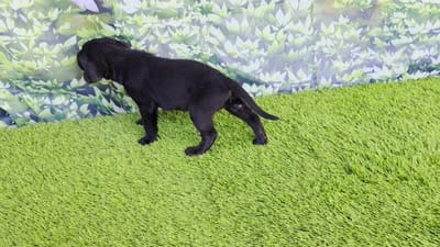 Daisy, a female Labrador Retriever for sale in Savannah, GA – 6 of 9