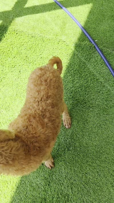 Honey, a female Labradoodle for sale in Port Wentworth, GA – 2 of 5