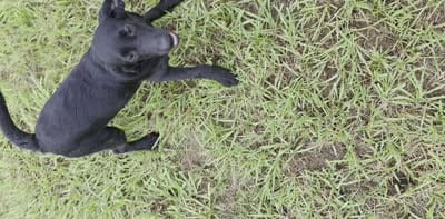 Luna, a female Labrador Retriever for sale in Savannah, GA – 2 of 10