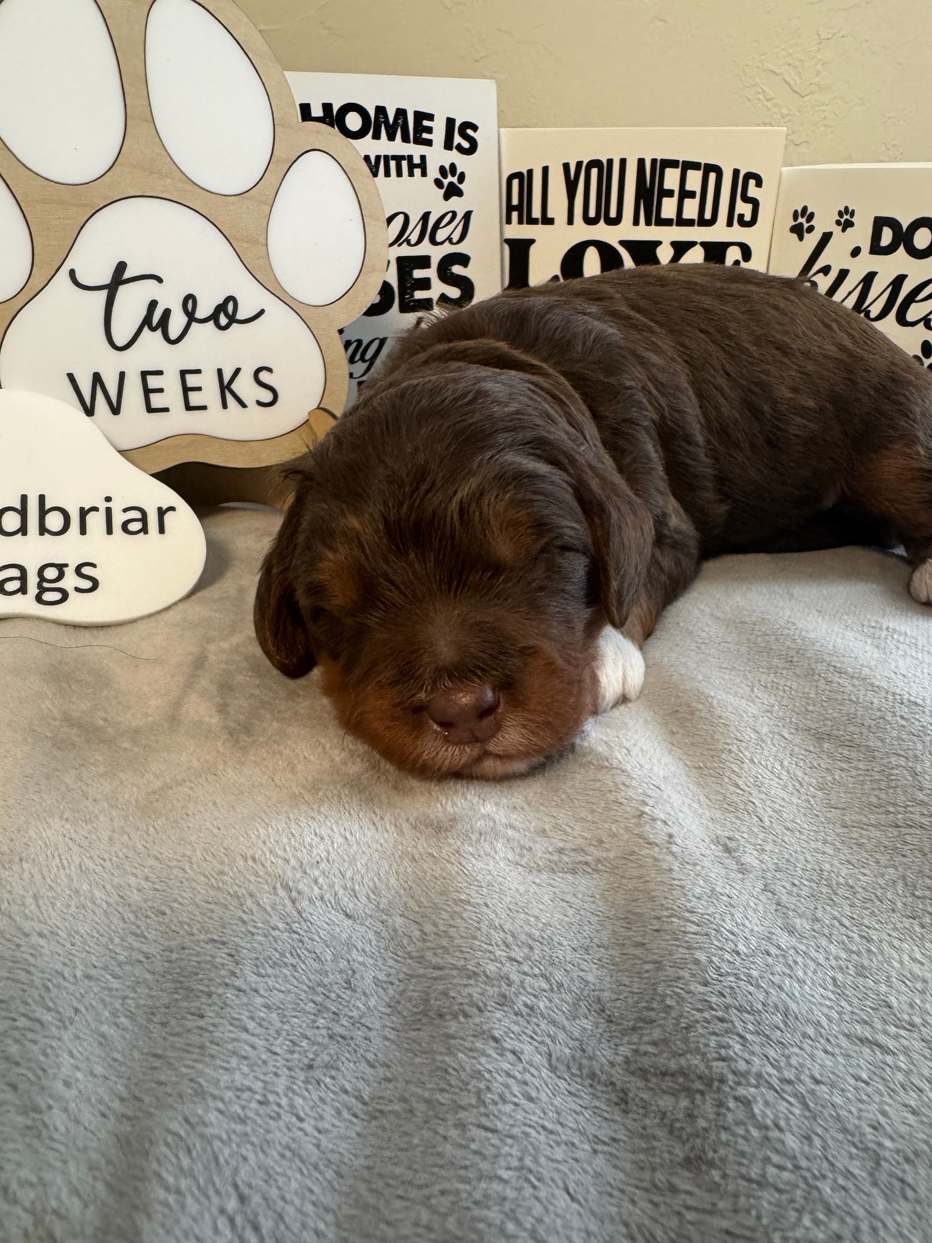 Bode Miller – Miniature Bernedoodle, Miniature Aussiedoodle puppy for sale in Greenville, OH