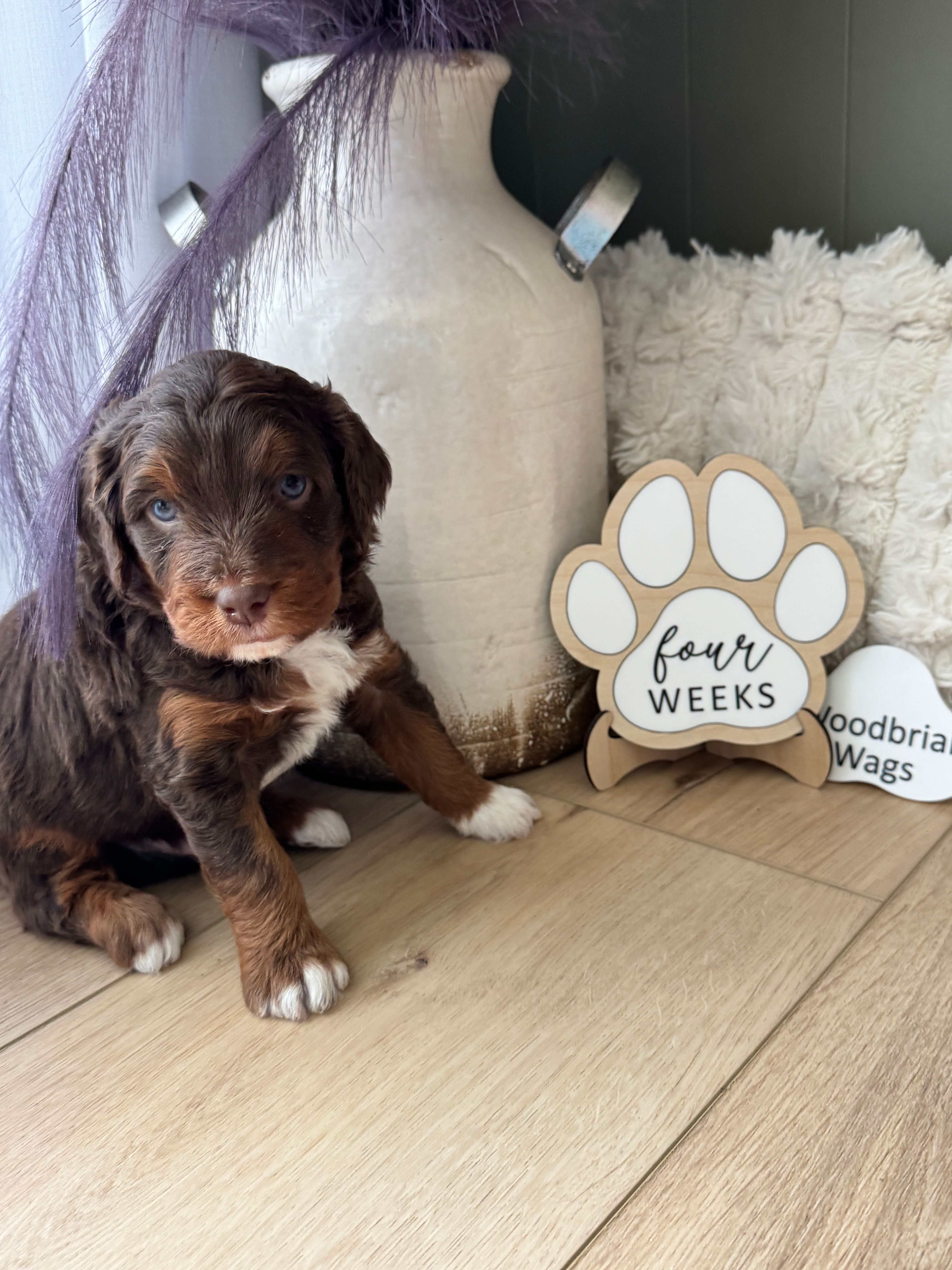 Bode Miller – Miniature Bernedoodle, Miniature Aussiedoodle puppy for sale in Greenville, OH