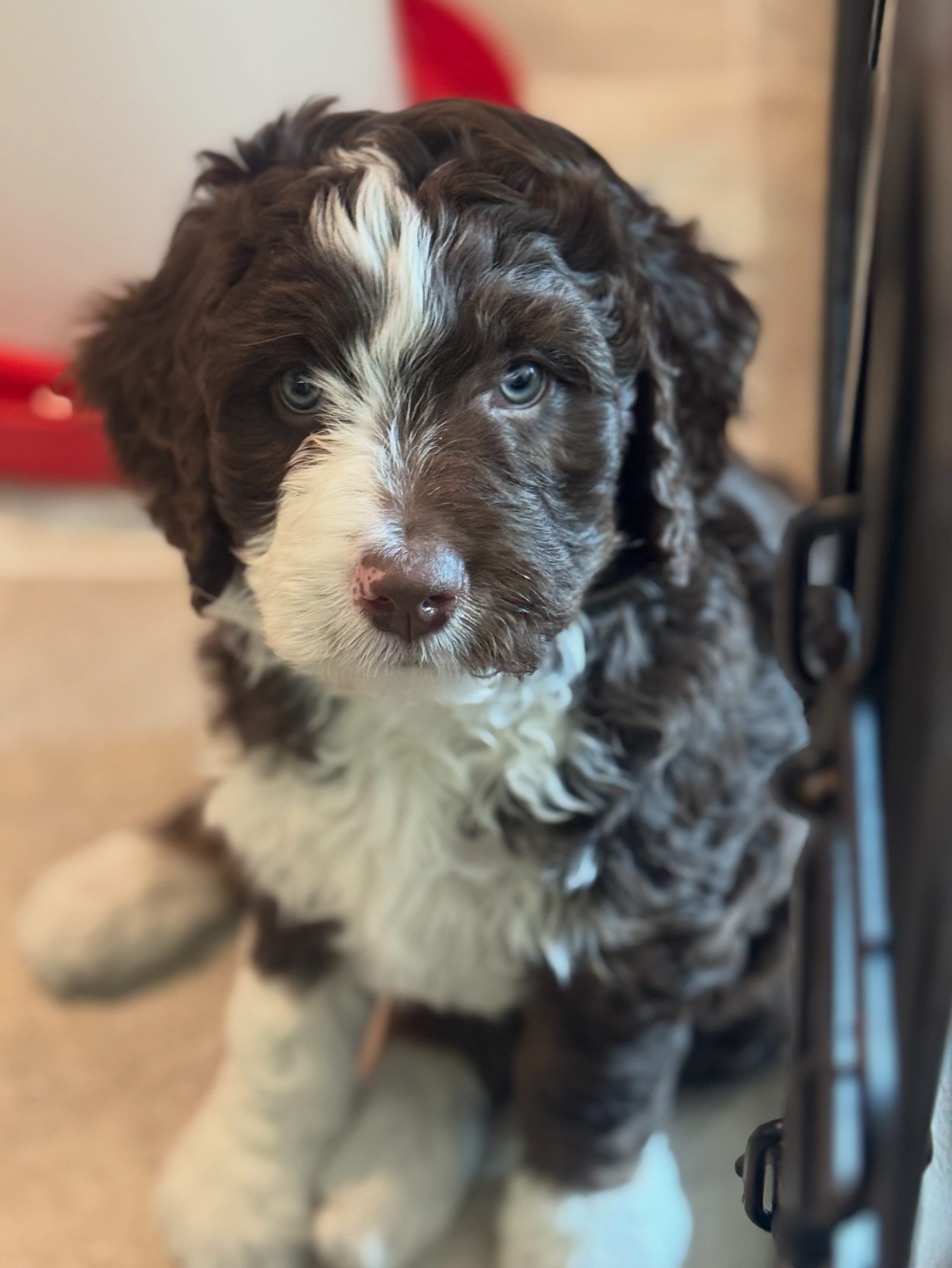 Apolo Ohno – Miniature Bernedoodle, Miniature Aussiedoodle puppy for sale in Greenville, OH