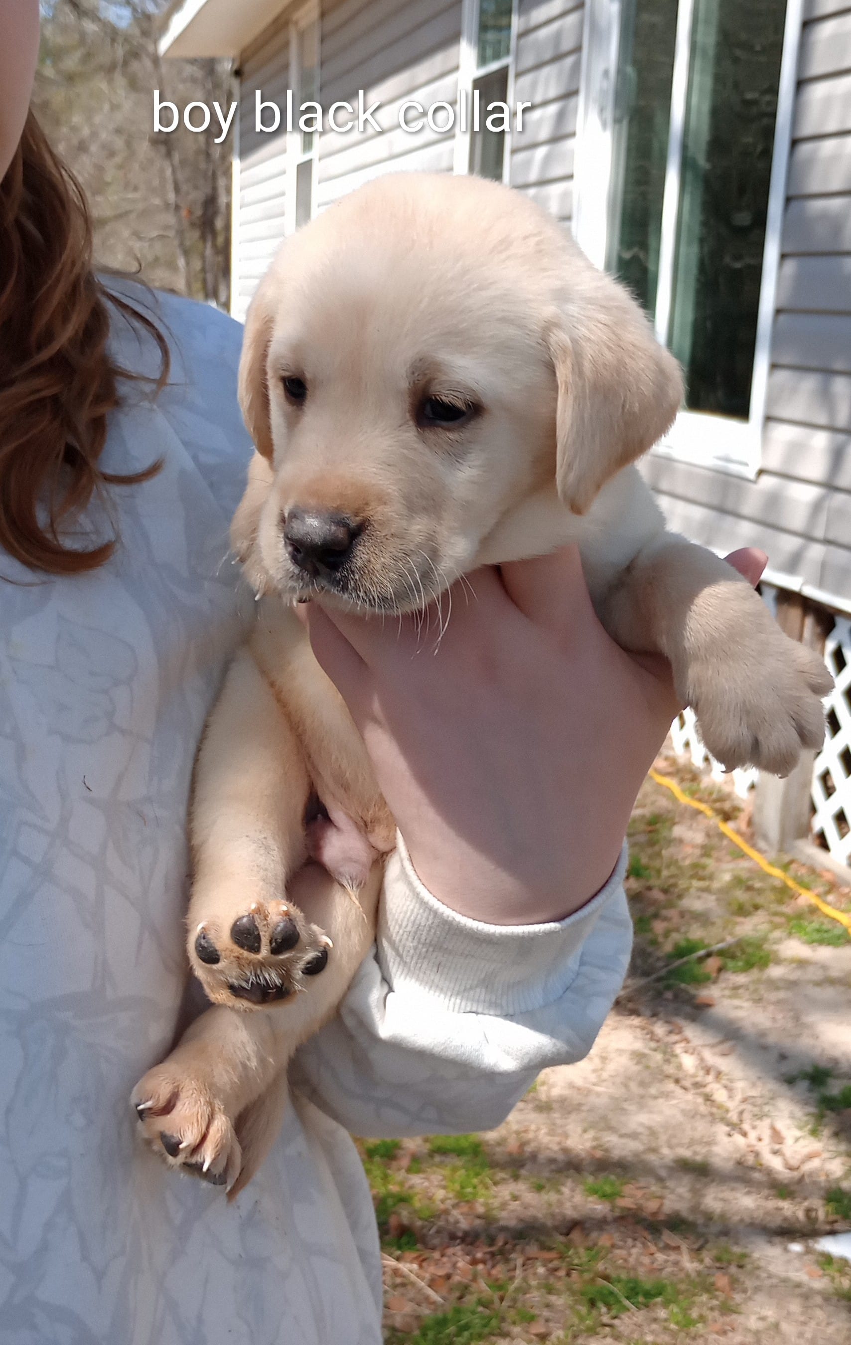 Yellow lab male