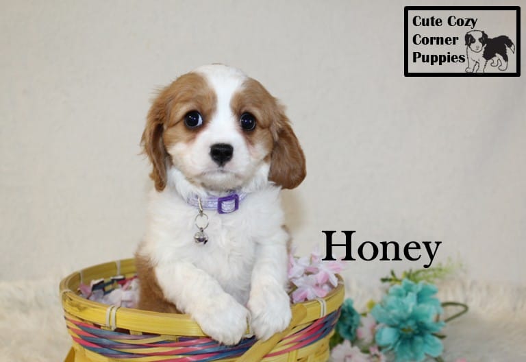 AKC Honey – Cavalier King Charles Spaniel puppy for sale in Taylorsville, NC