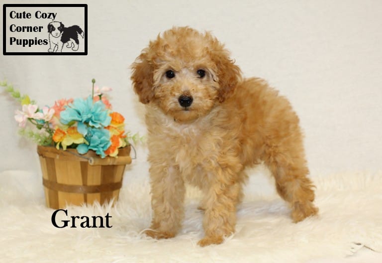AKC Grant – Poodle - Miniature  puppy for sale in Taylorsville, NC