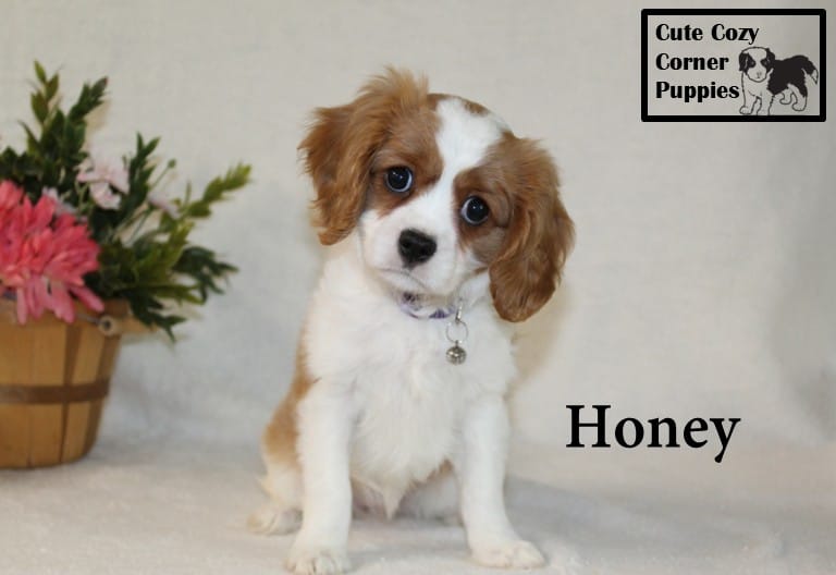 AKC Honey – Cavalier King Charles Spaniel puppy for sale in Taylorsville, NC