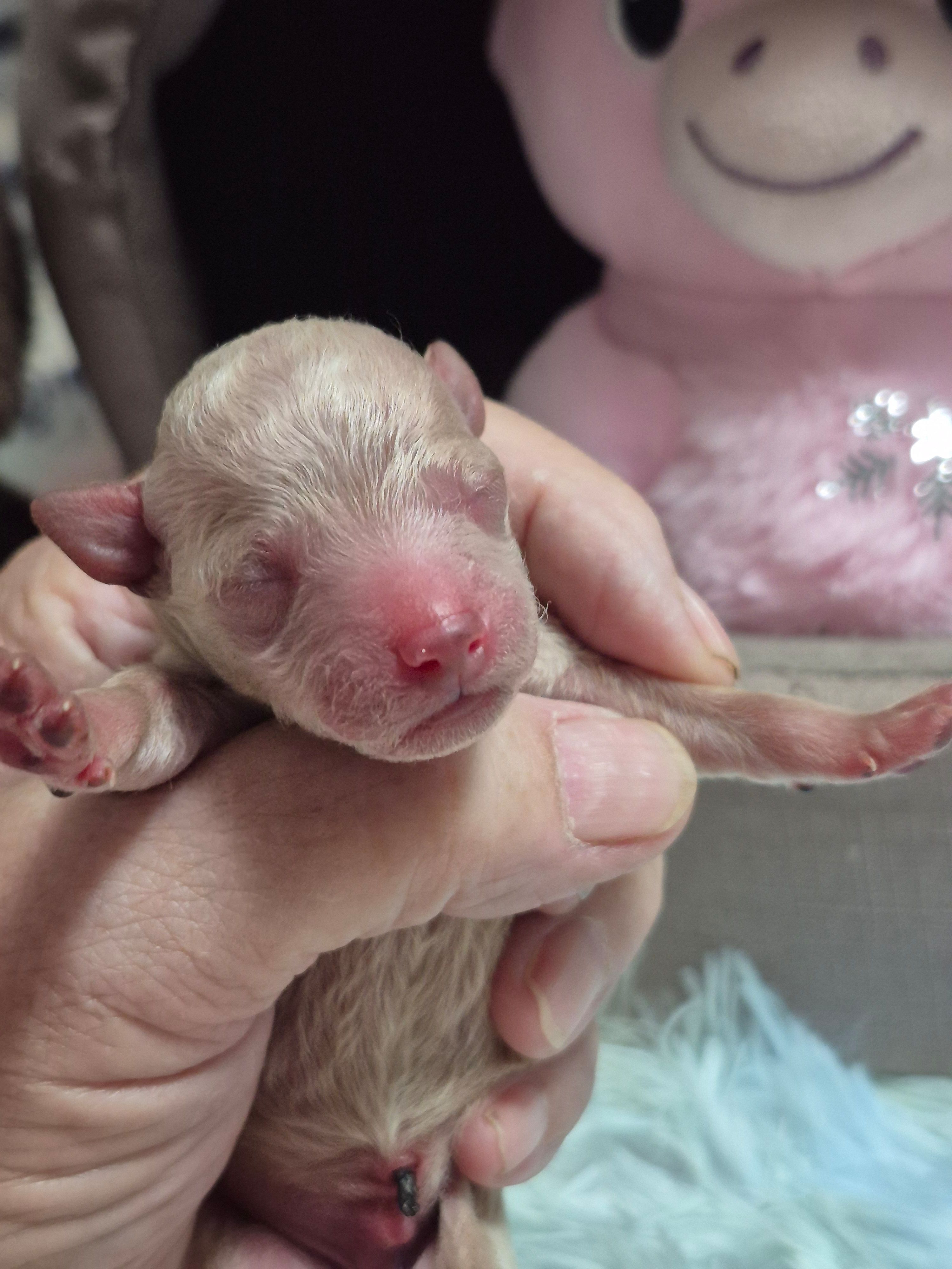 Ace, a male Poodle - Toy  for sale in Newberry, SC – Photo 4 of 7