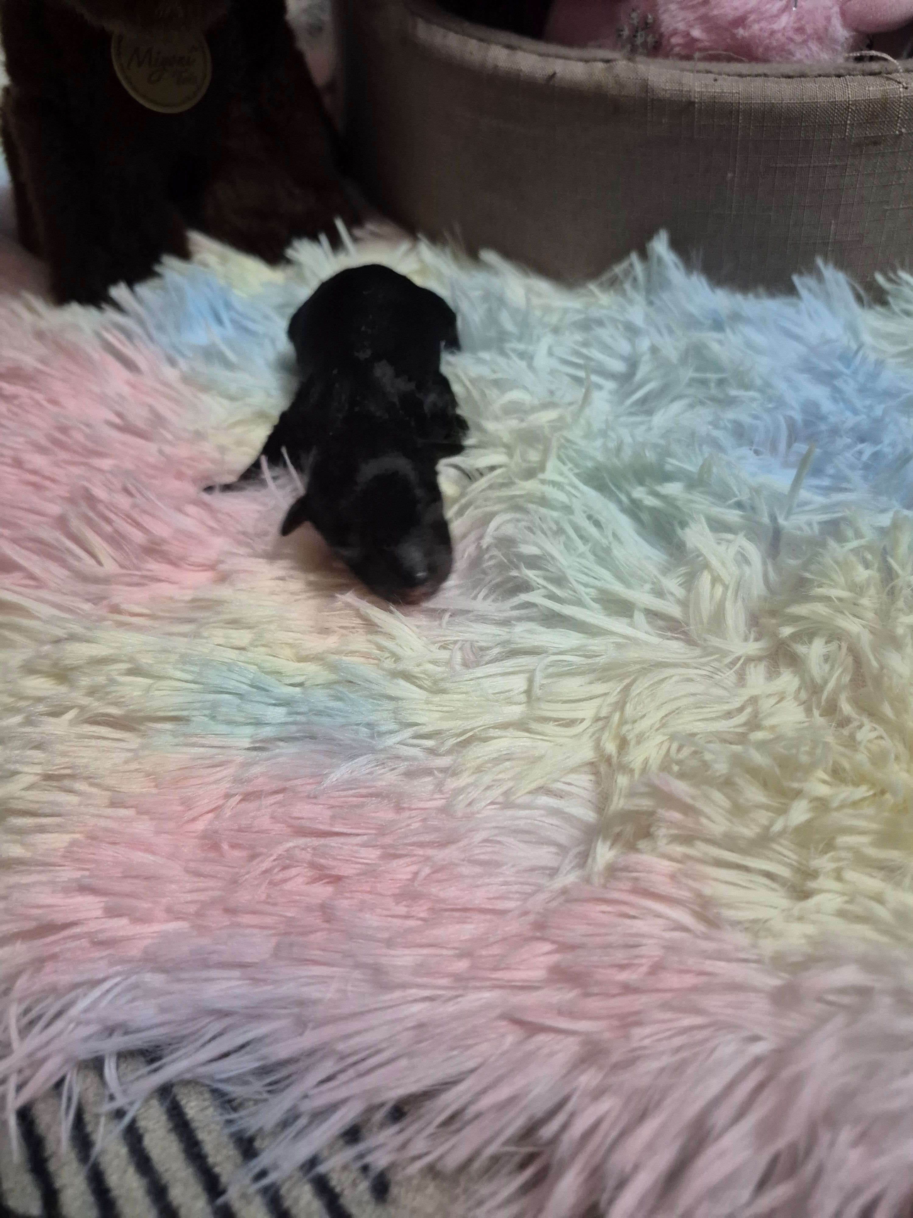 Axel, a male Poodle - Toy  for sale in Newberry, SC – Photo 4 of 5