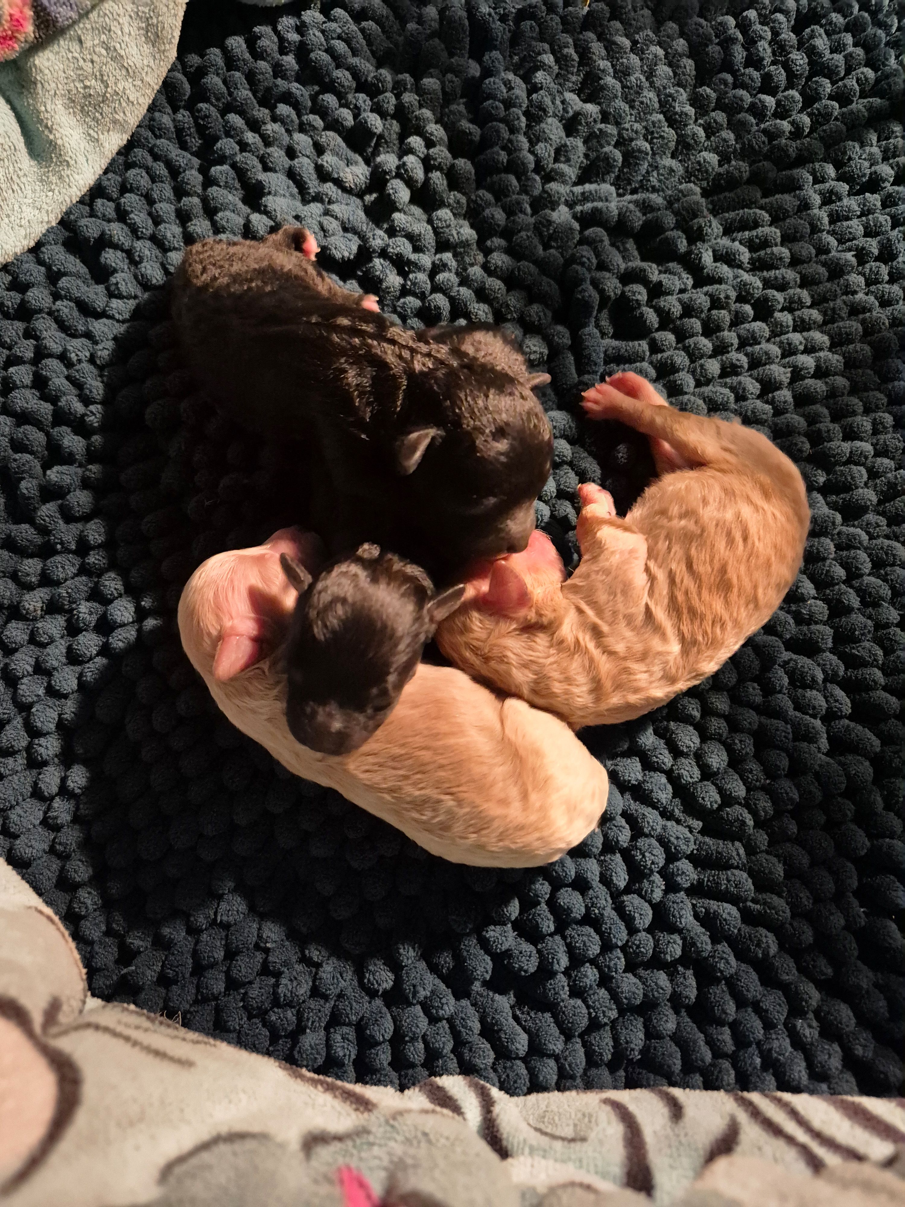 Axel – Poodle - Toy  puppy for sale in Newberry, SC