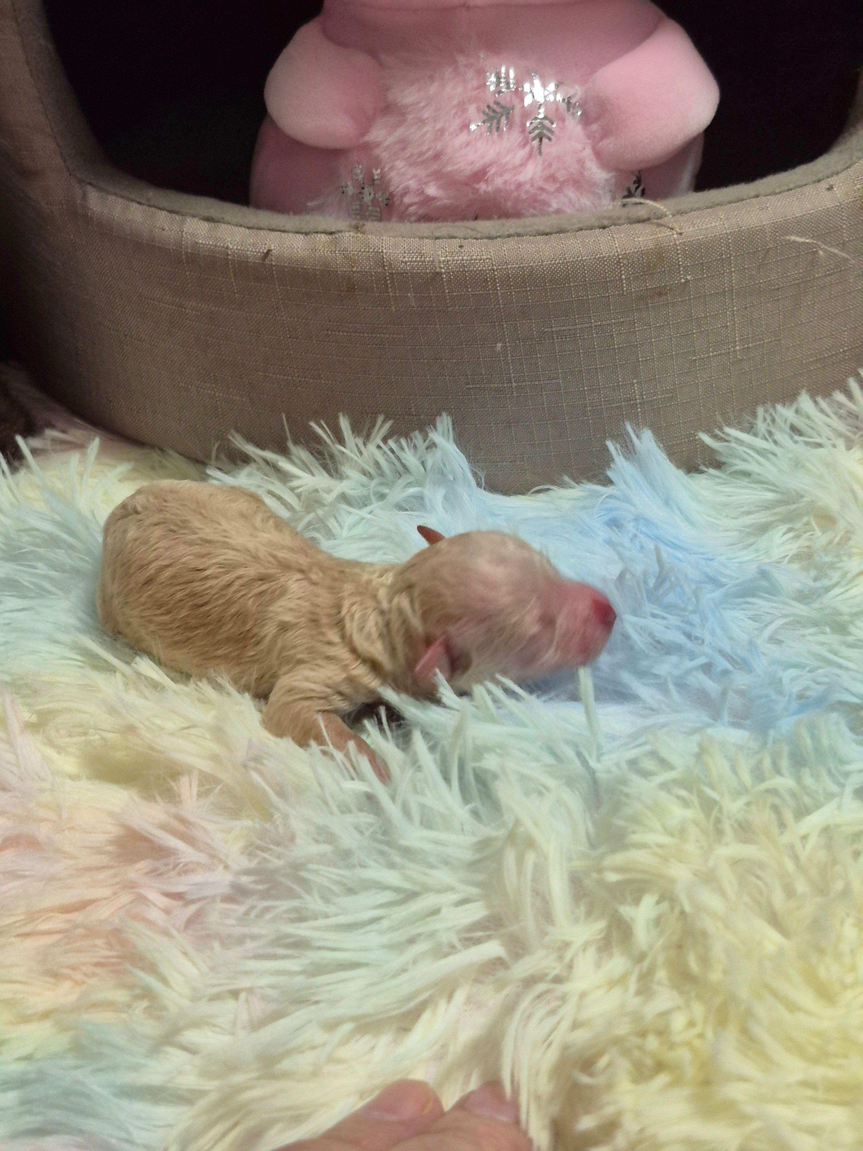 Ace, a male Poodle - Toy  for sale in Newberry, SC – Photo 3 of 7