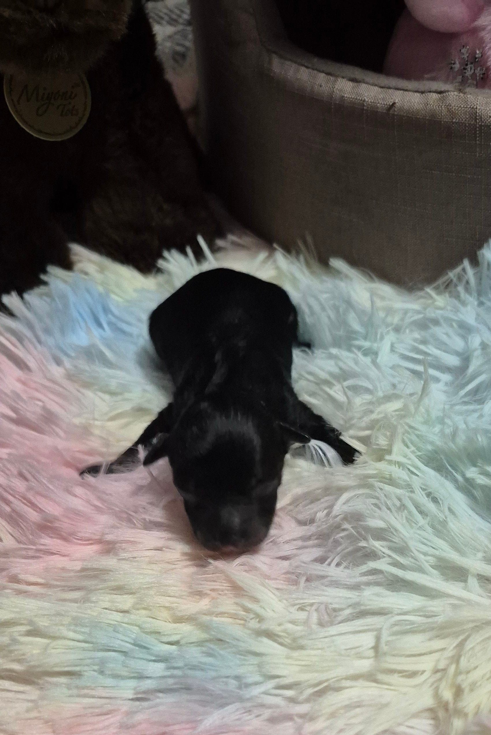 Axel, a male Poodle - Toy  for sale in Newberry, SC – Photo 5 of 5