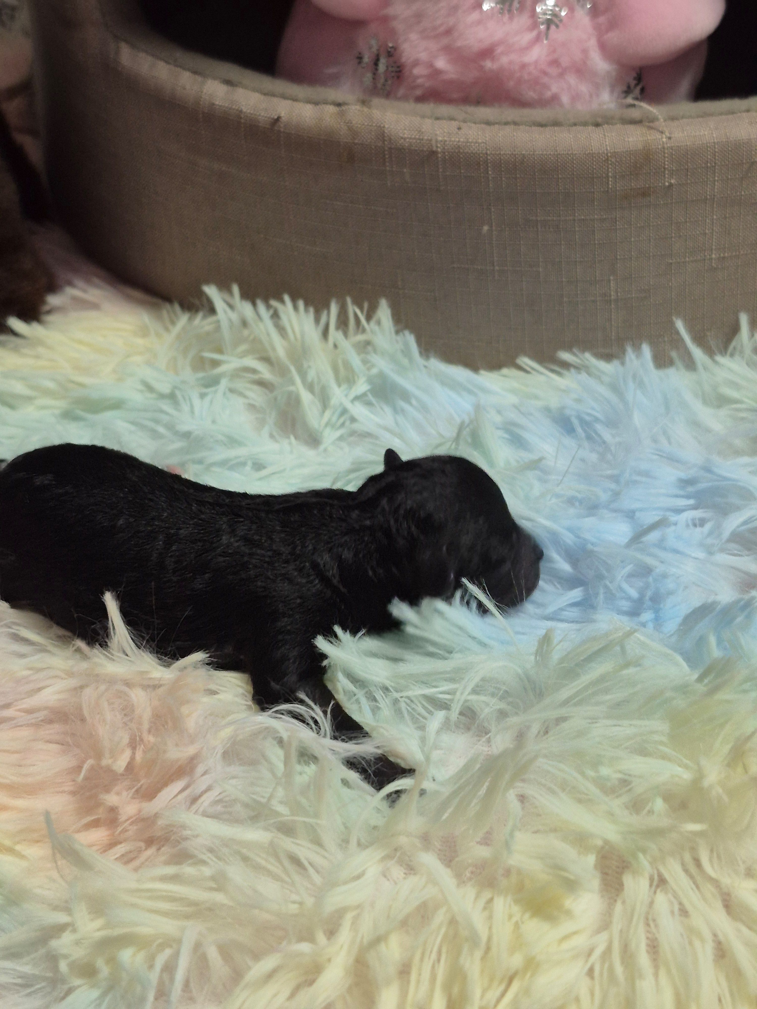 Alex – Poodle - Toy  puppy for sale in Newberry, SC