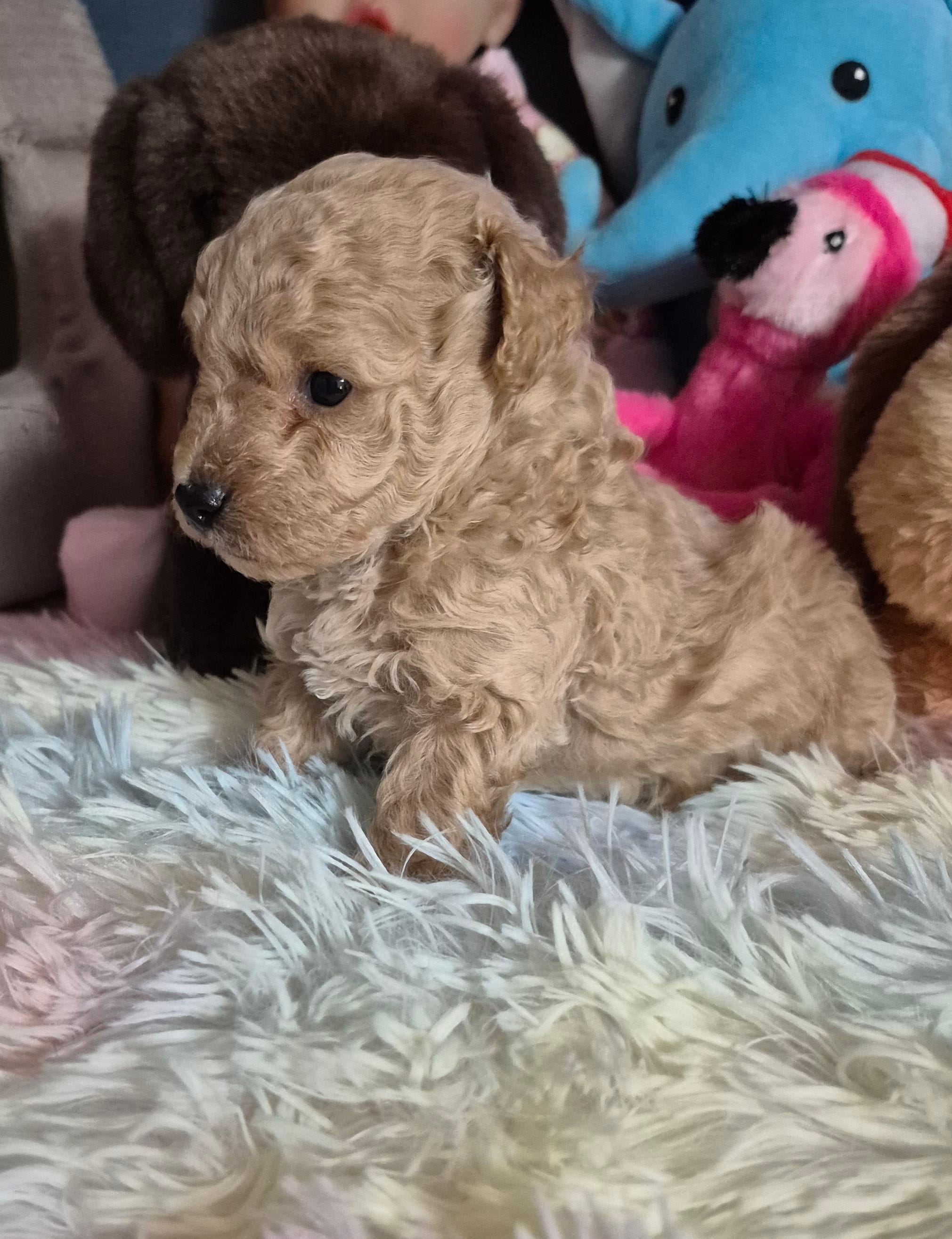 Ace – Poodle - Toy  puppy for sale in Newberry, SC
