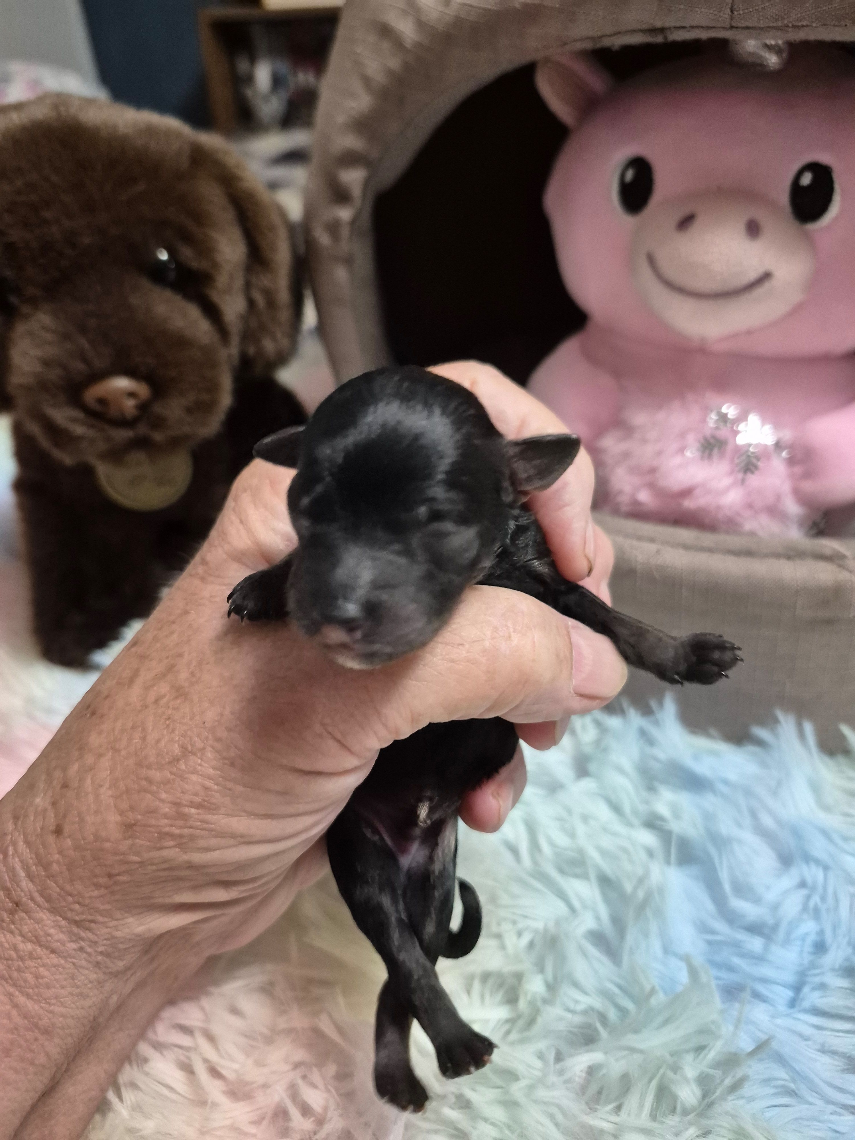 Axel, a male Poodle - Toy  for sale in Newberry, SC – Photo 1 of 5