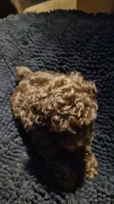 Yum Yum, a male Poodle - Toy  for sale in Newberry, SC – 2 of 5