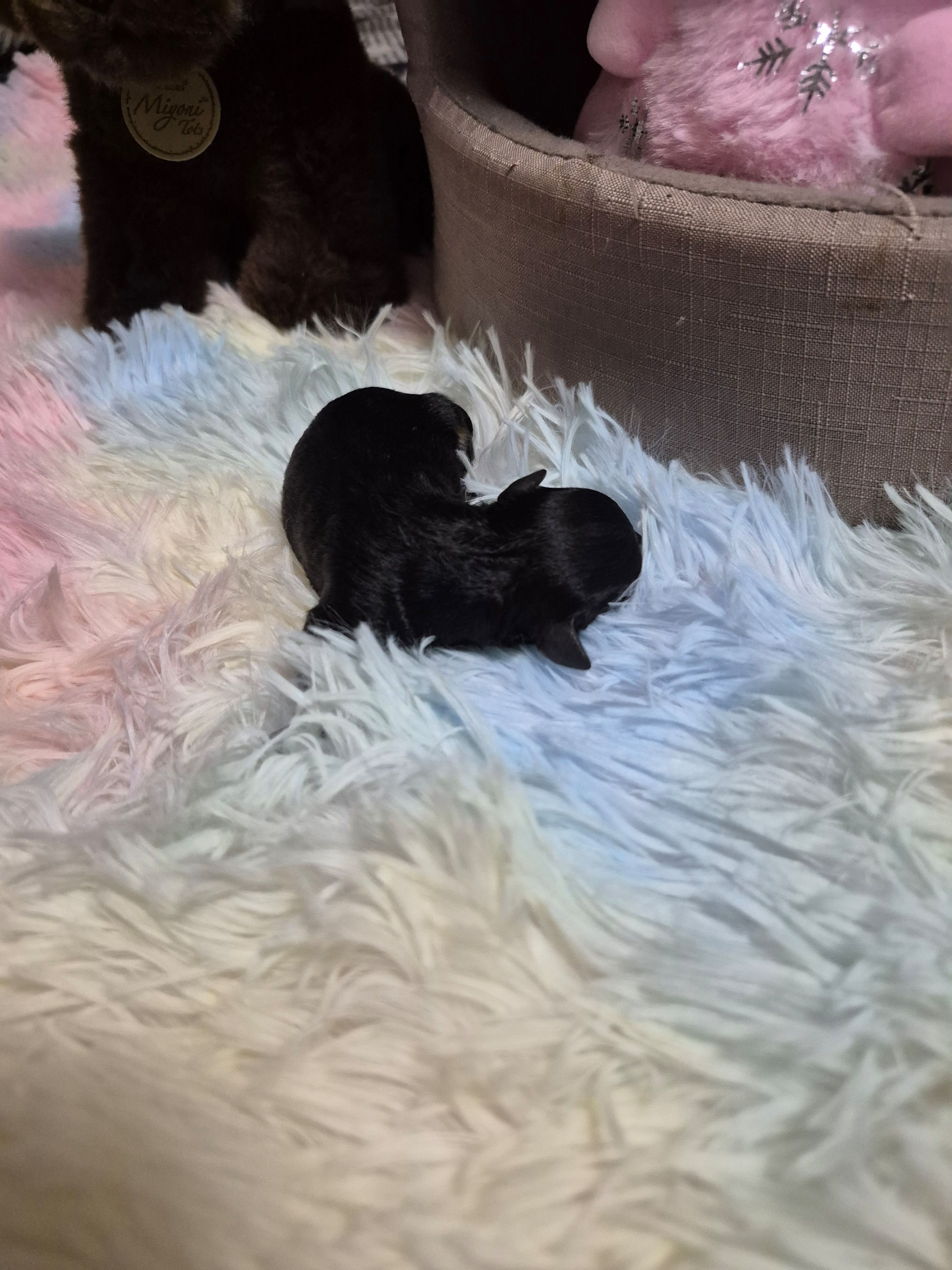 Axel, a male Poodle - Toy  for sale in Newberry, SC – Photo 3 of 5