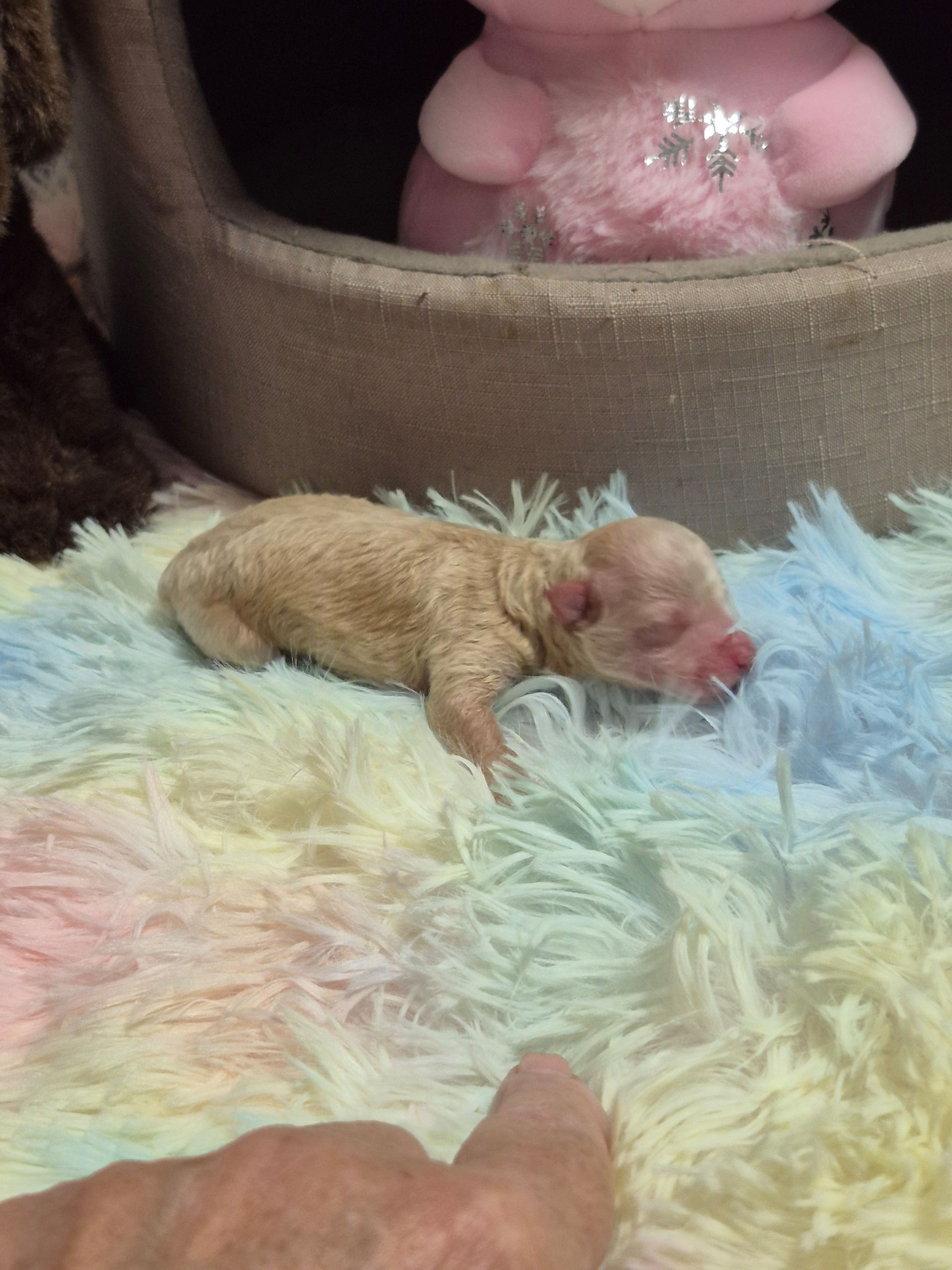 Ace, a male Poodle - Toy  for sale in Newberry, SC – Photo 2 of 7