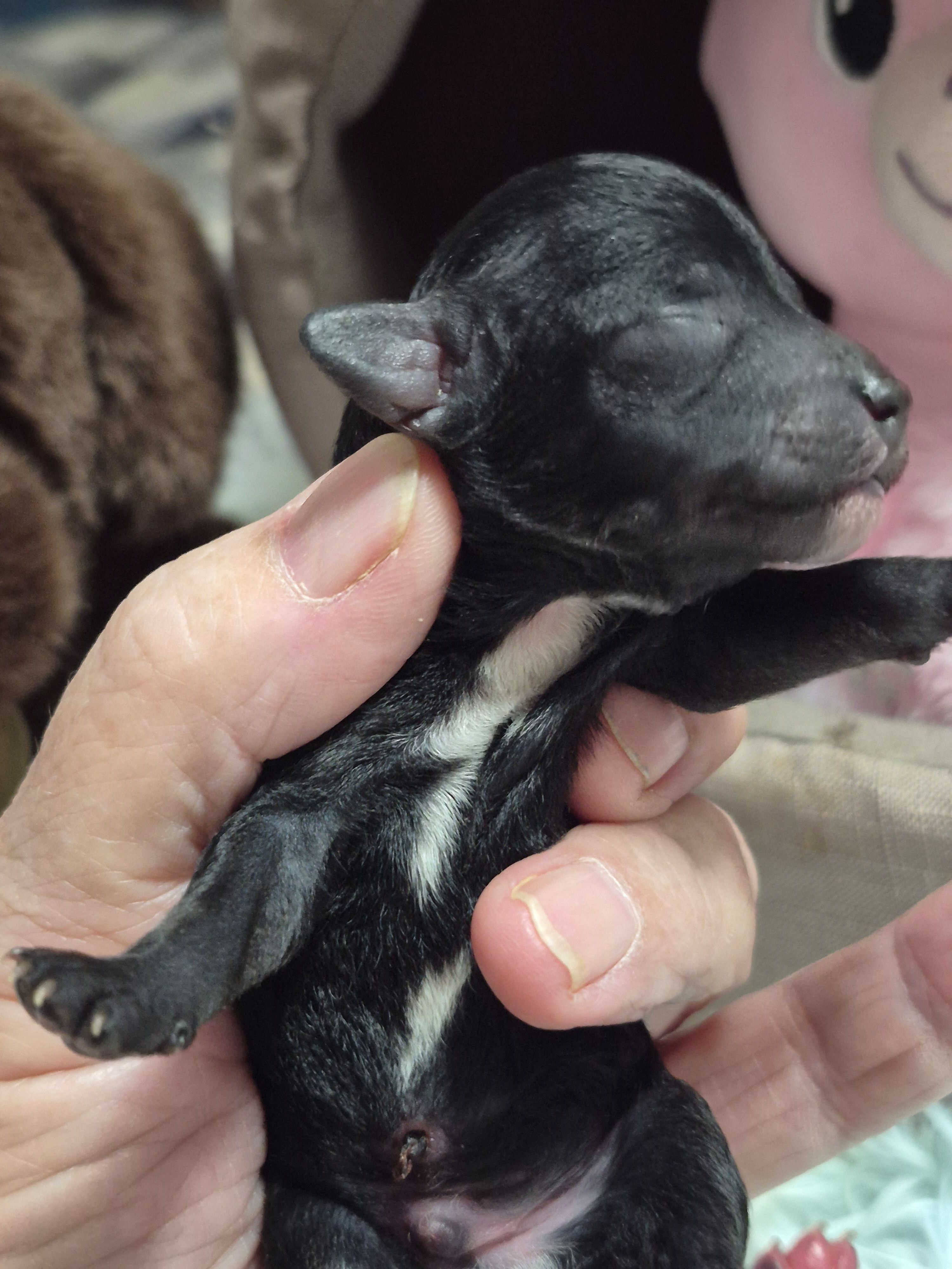 Alex, a male Poodle - Toy  for sale in Newberry, SC – Photo 2 of 3