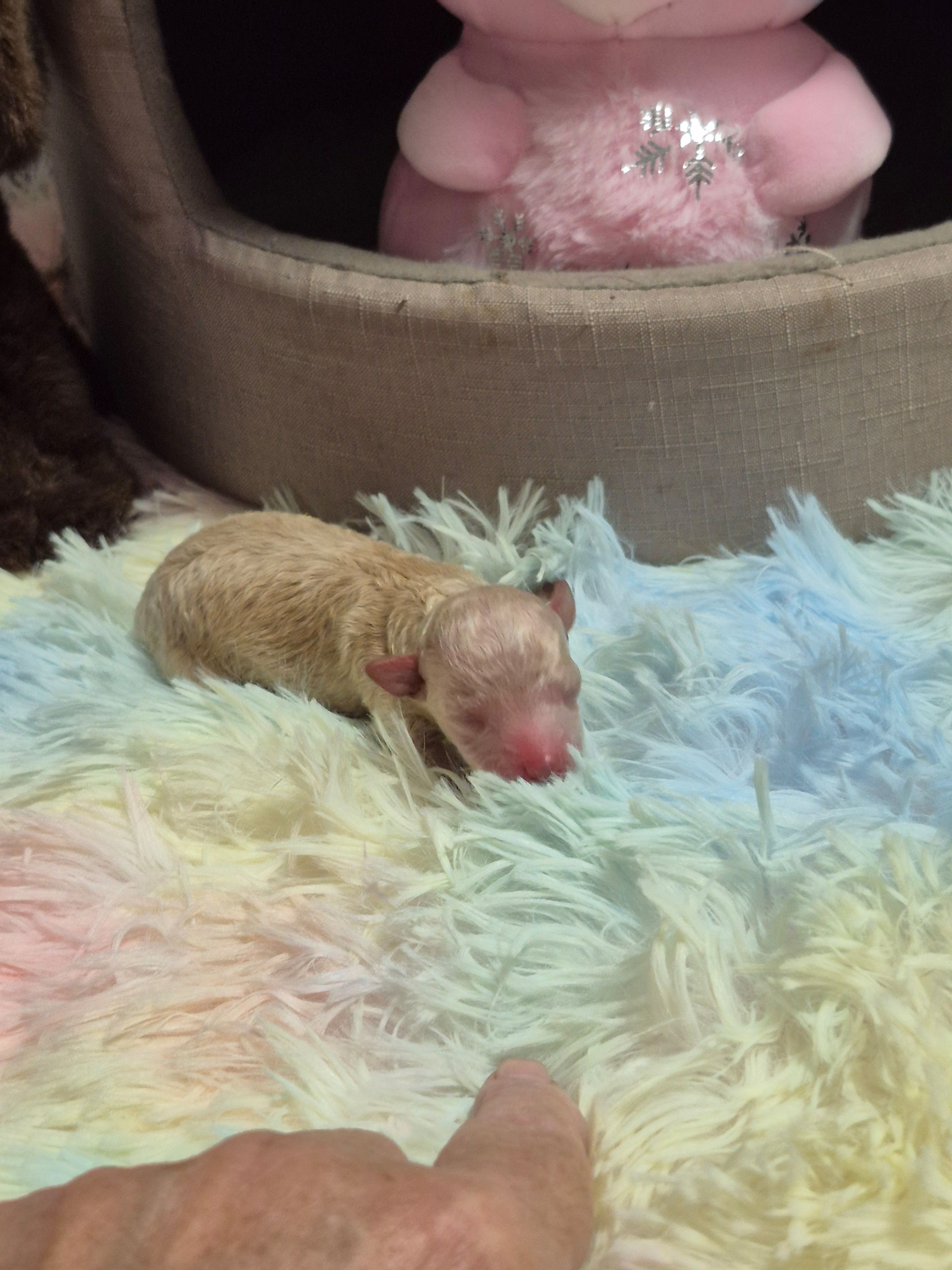 Ace – Poodle - Toy  puppy for sale in Newberry, SC