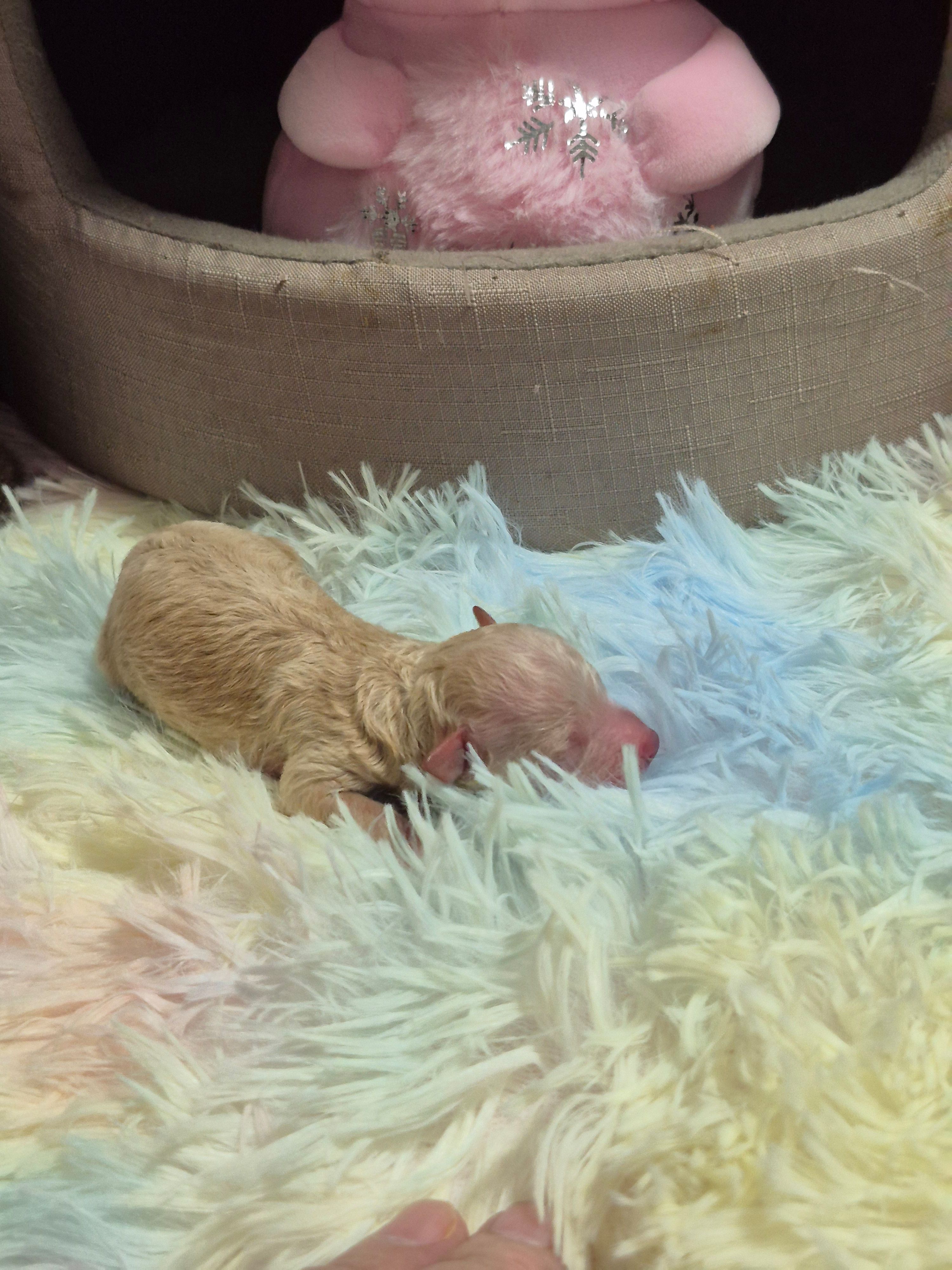 Ace, a male Poodle - Toy  for sale in Newberry, SC – Photo 5 of 7