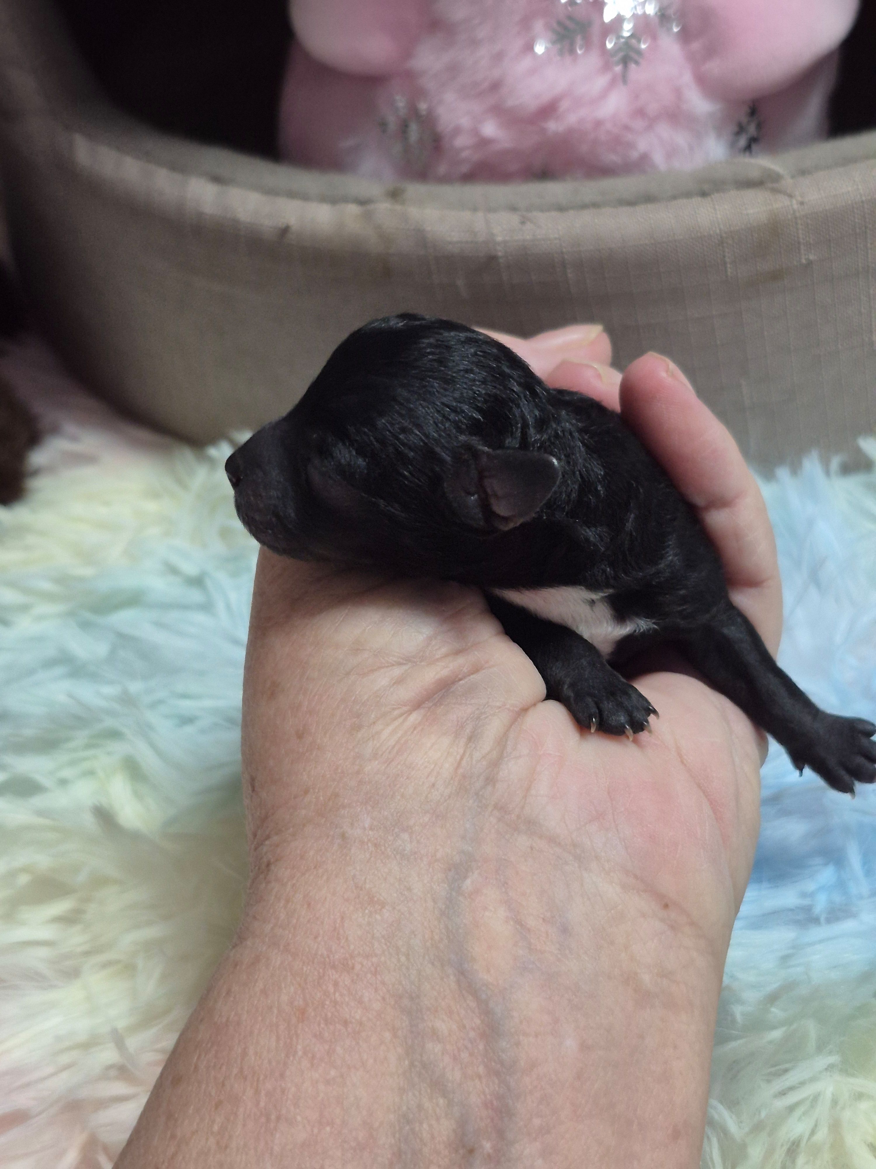 Alex, a male Poodle - Toy  for sale in Newberry, SC – Photo 3 of 3