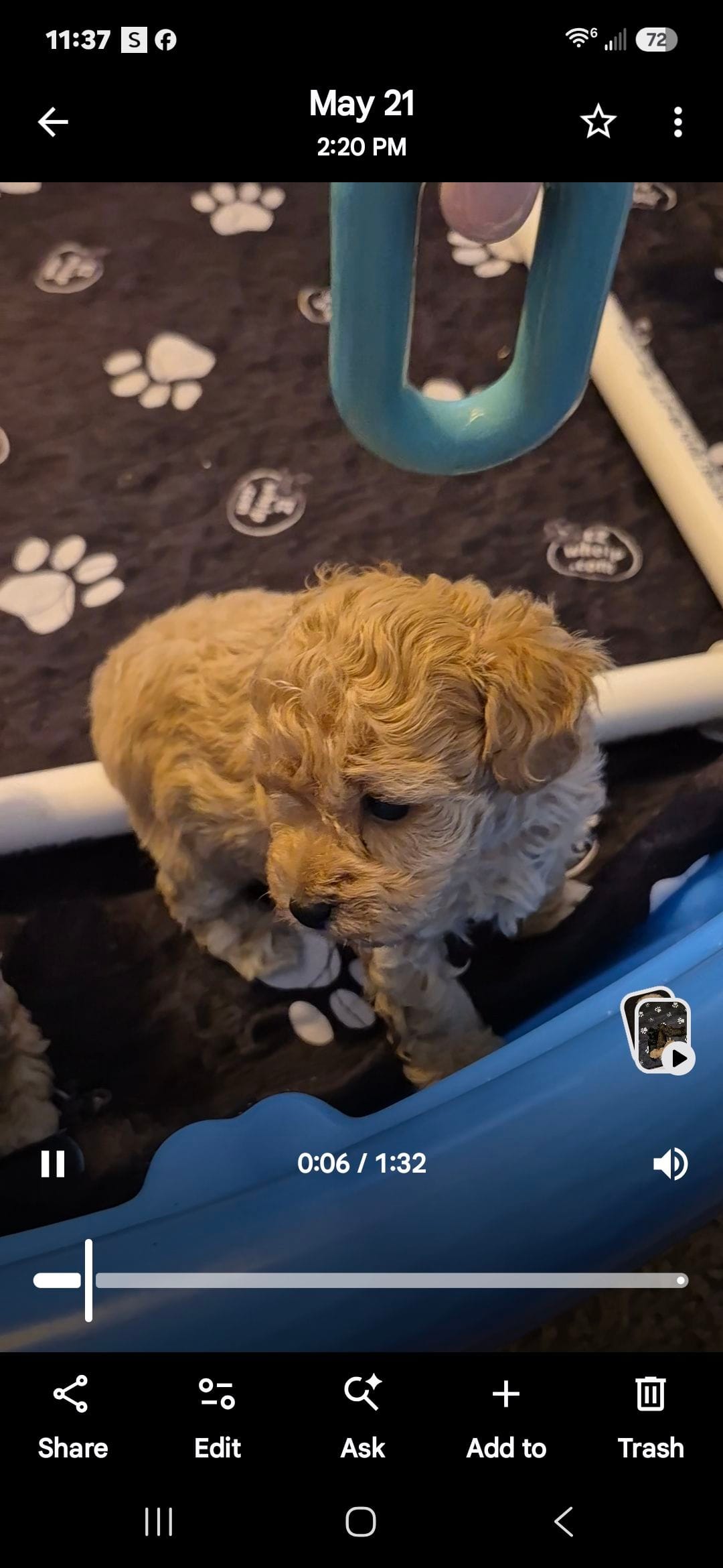 Ace – Poodle - Toy  puppy for sale in Newberry, SC