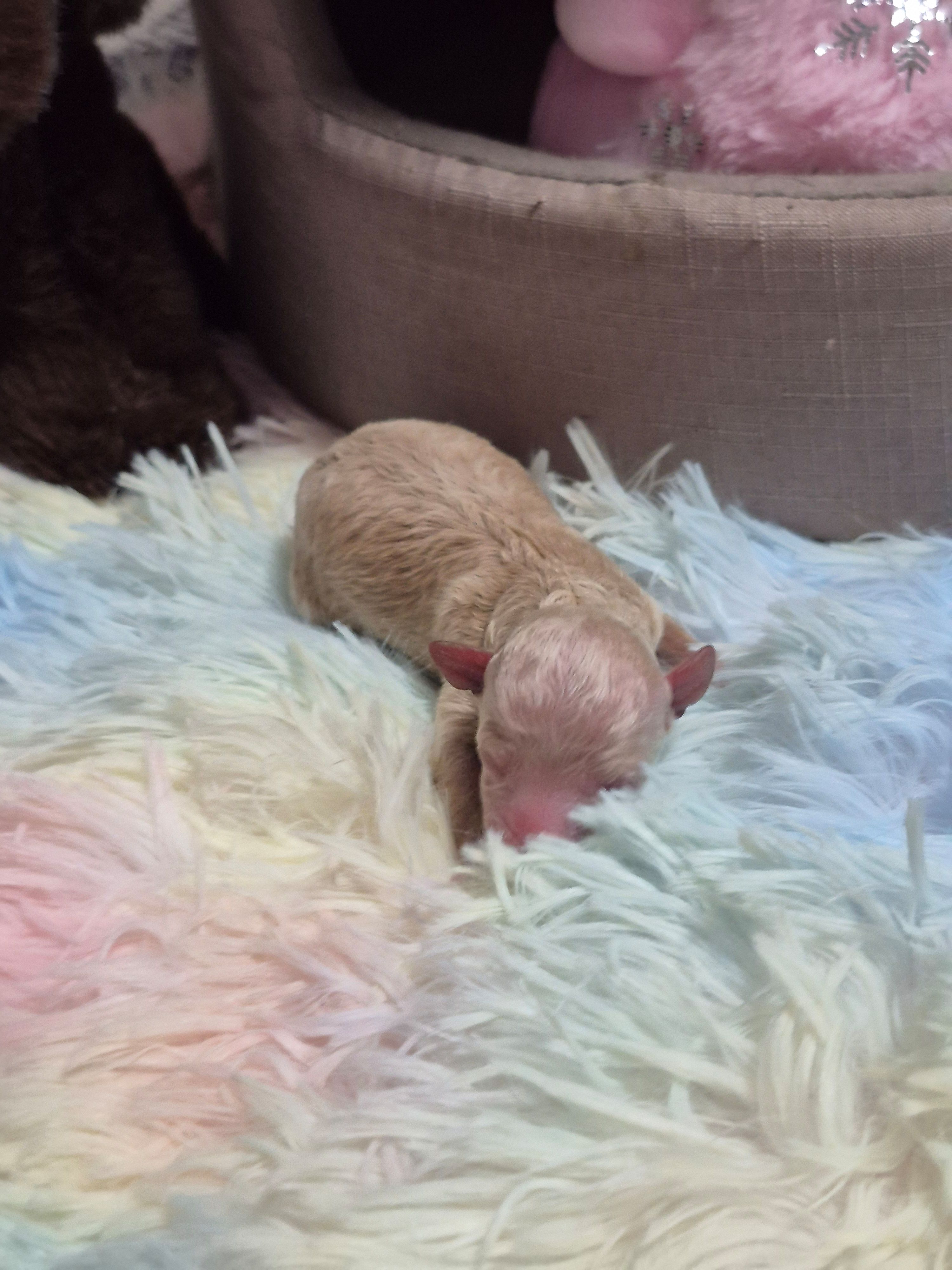 Ace, a male Poodle - Toy  for sale in Newberry, SC – Photo 6 of 7