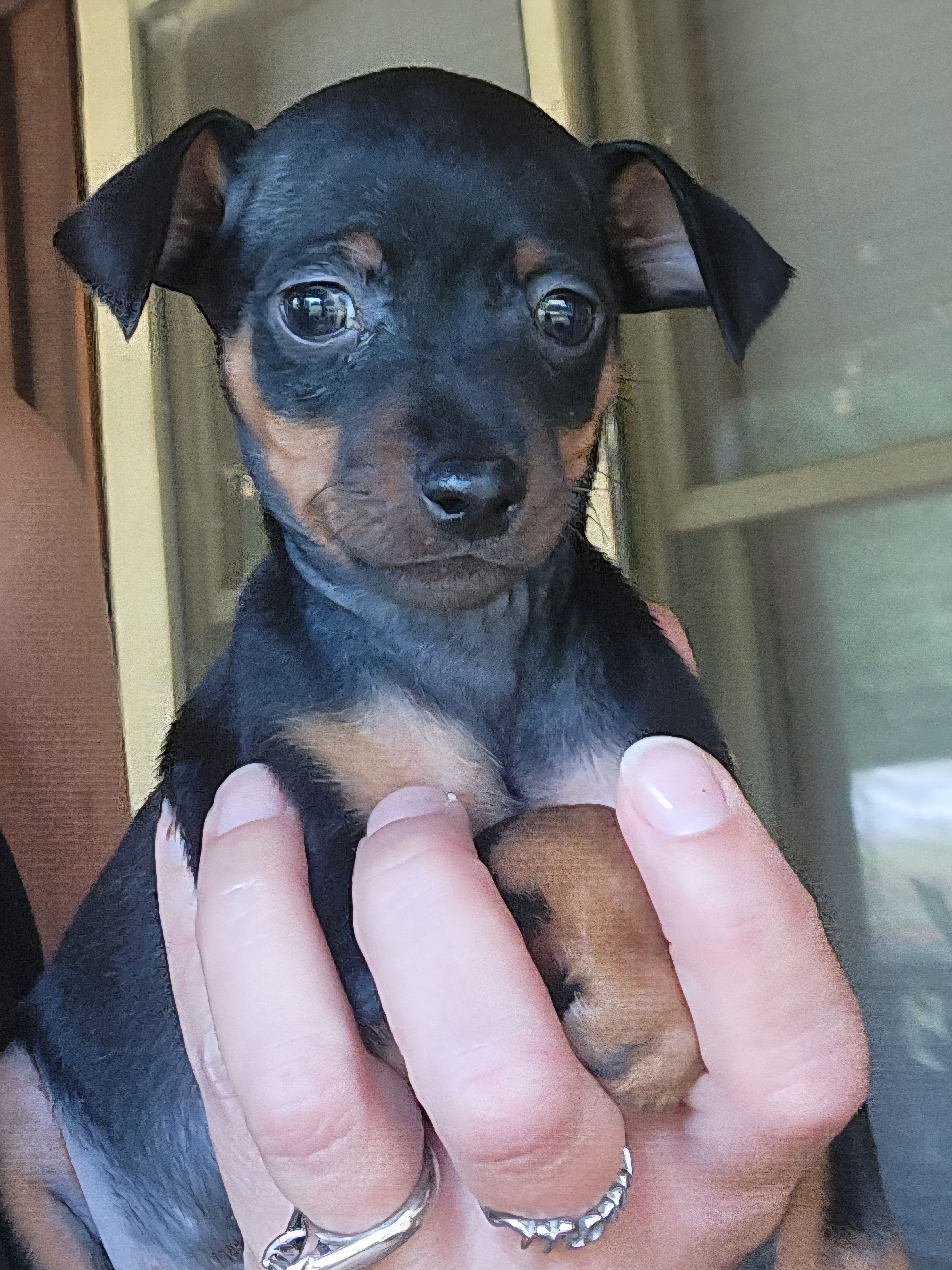 Charlie – Miniature Pinscher puppy for sale in Athens, GA