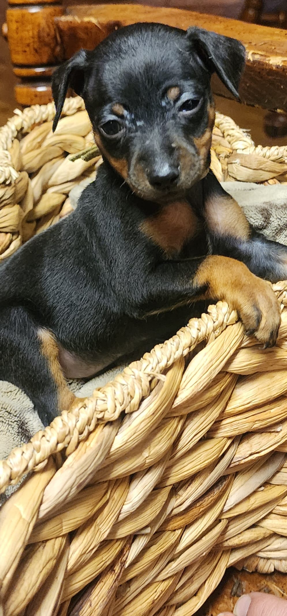Charlie – Miniature Pinscher puppy for sale in Athens, GA