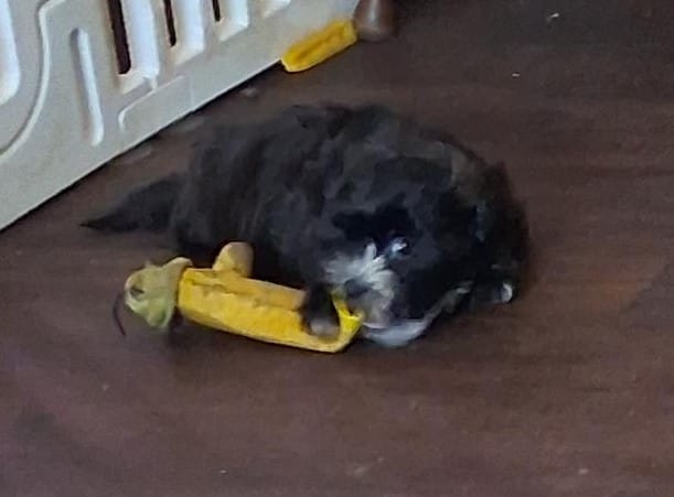 Zeke – Shorkie puppy for sale in Winchendon, MA