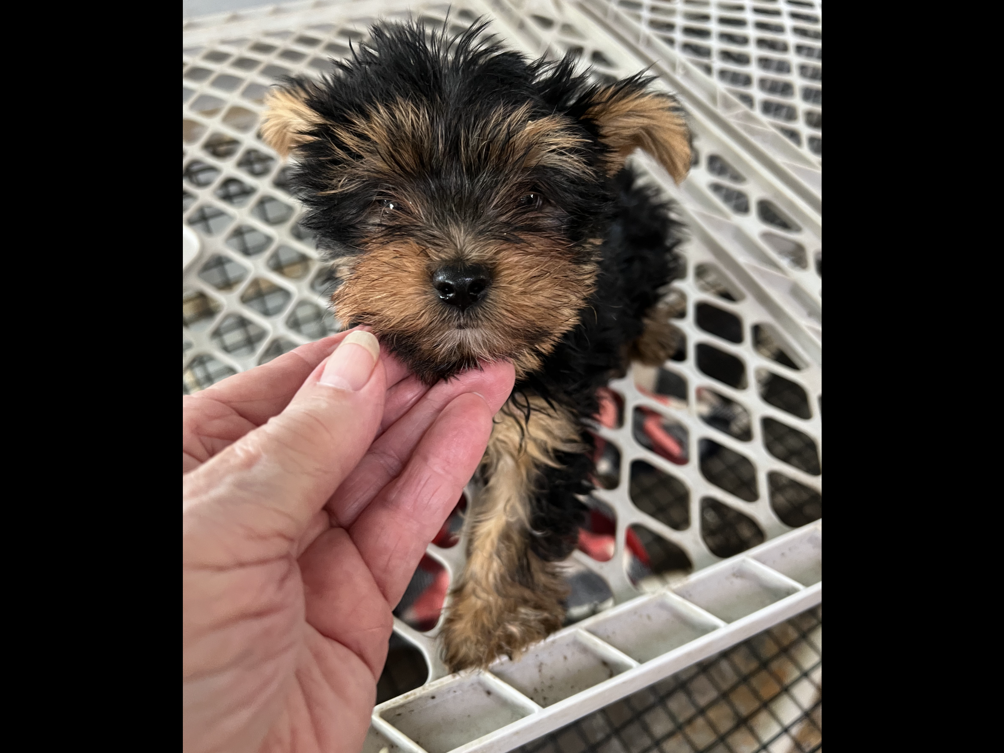 Sugar 1 – Yorkshire Terrier puppy for sale in Summit, MS