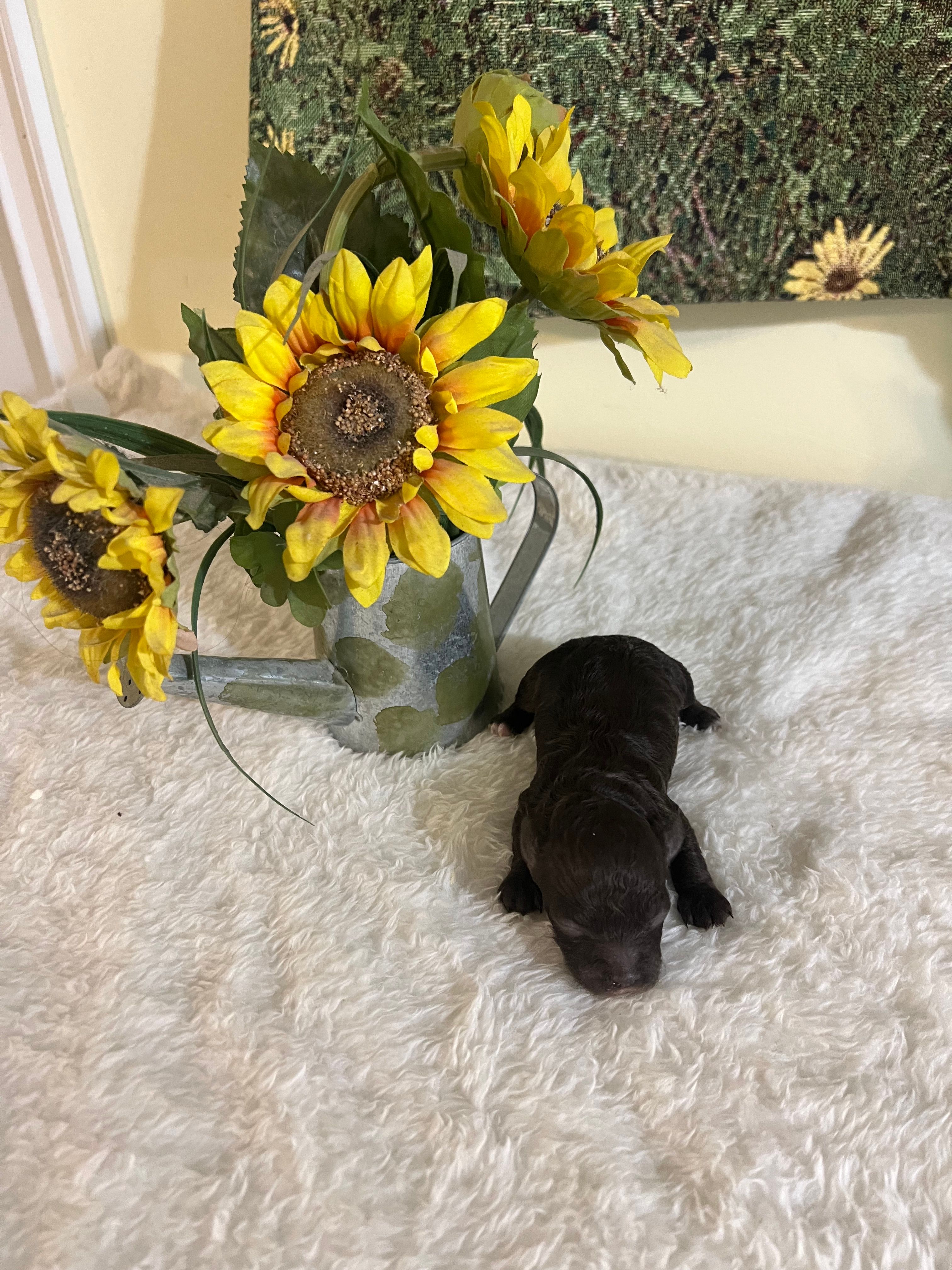 Mocca 4 – Poodle - Toy  puppy for sale in Summit, MS