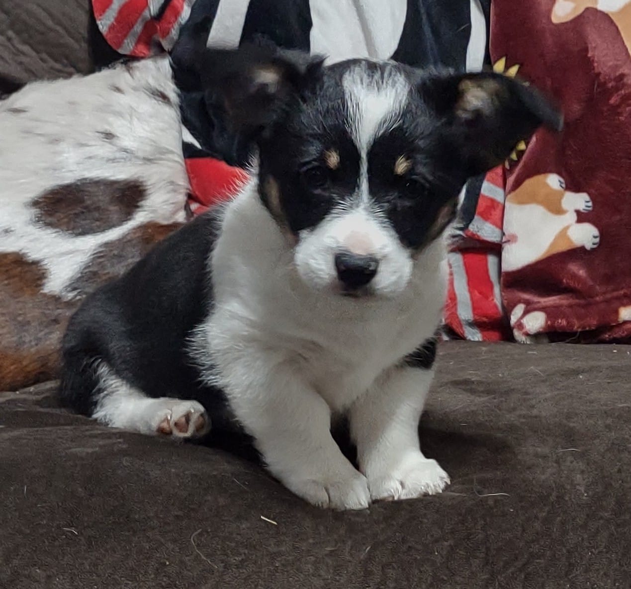 BHT female – Pembroke Welsh Corgi puppy for sale in Fort White, FL