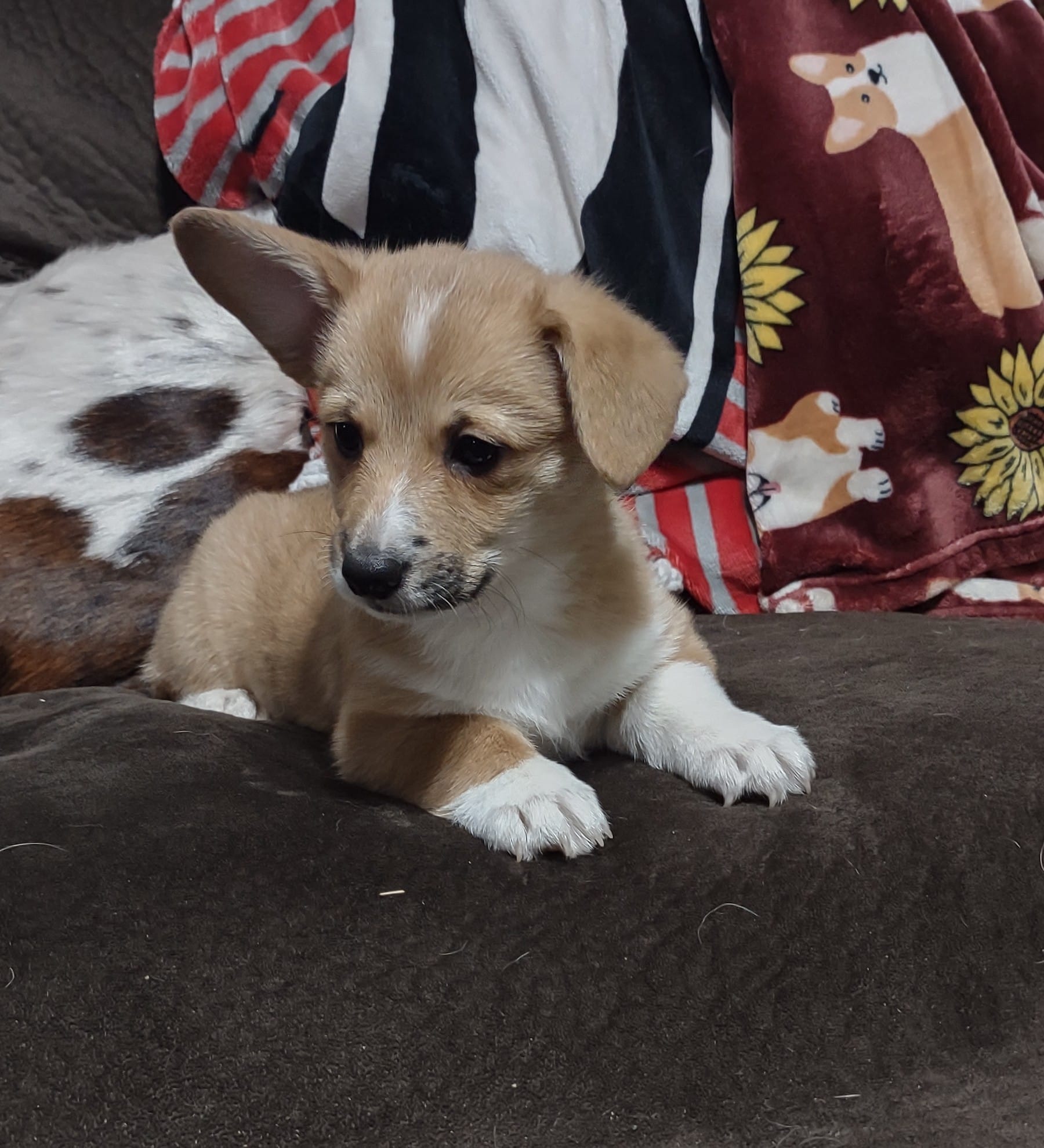 Red Female – Pembroke Welsh Corgi puppy for sale in Fort White, FL