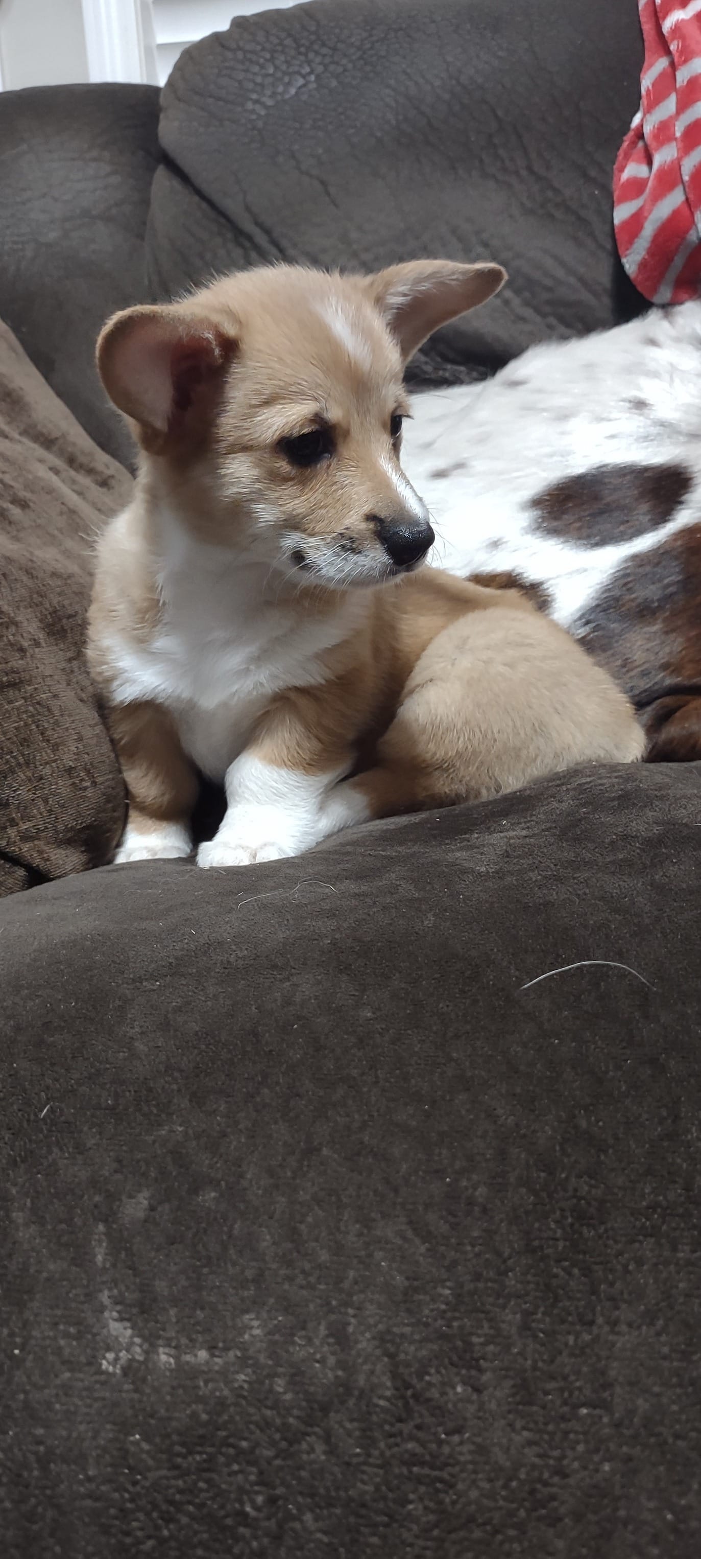 Red Female – Pembroke Welsh Corgi puppy for sale in Fort White, FL