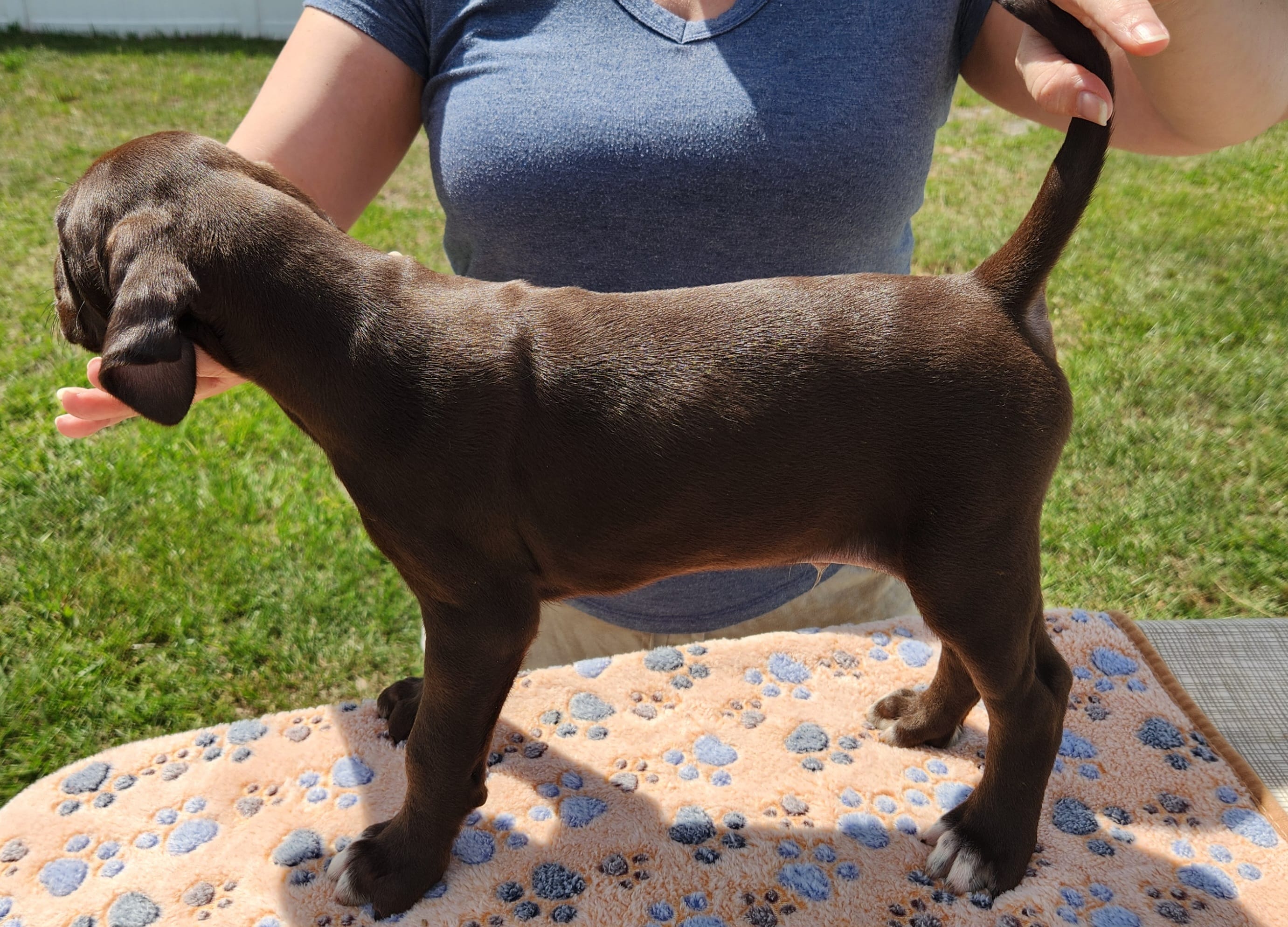 Odin – German Shorthaired Pointer puppy for sale in Ocala, FL
