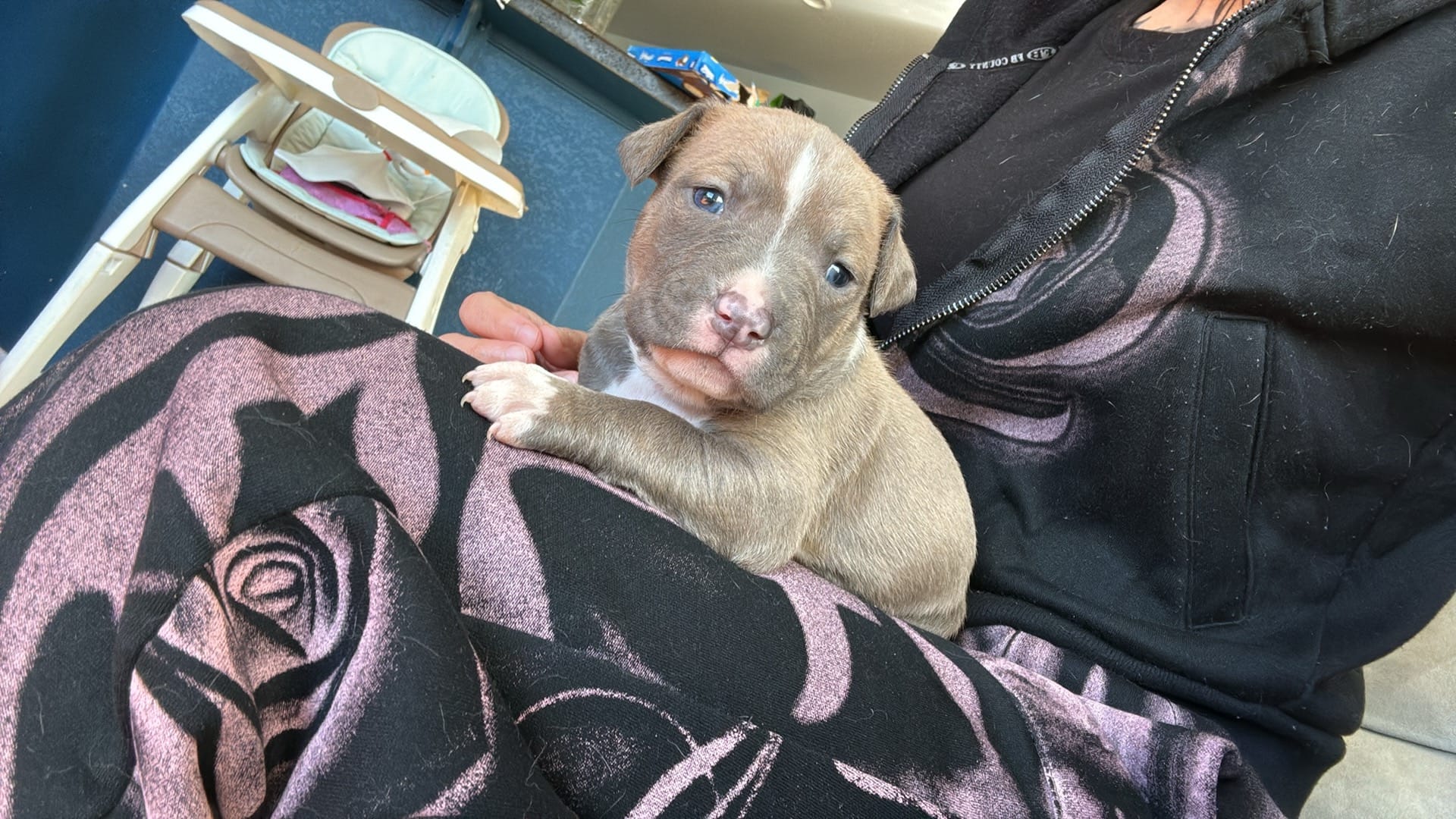 Last boy – American Pit Bull Terrier puppy for sale in Colorado Springs, CO