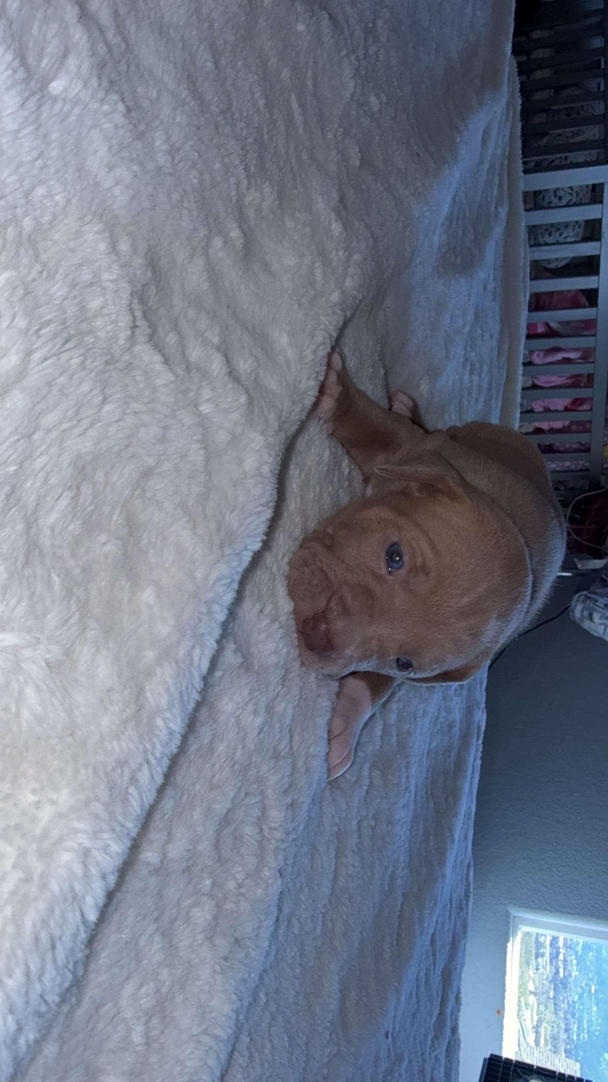 Nancy – American Pit Bull Terrier puppy for sale in Colorado Springs, CO