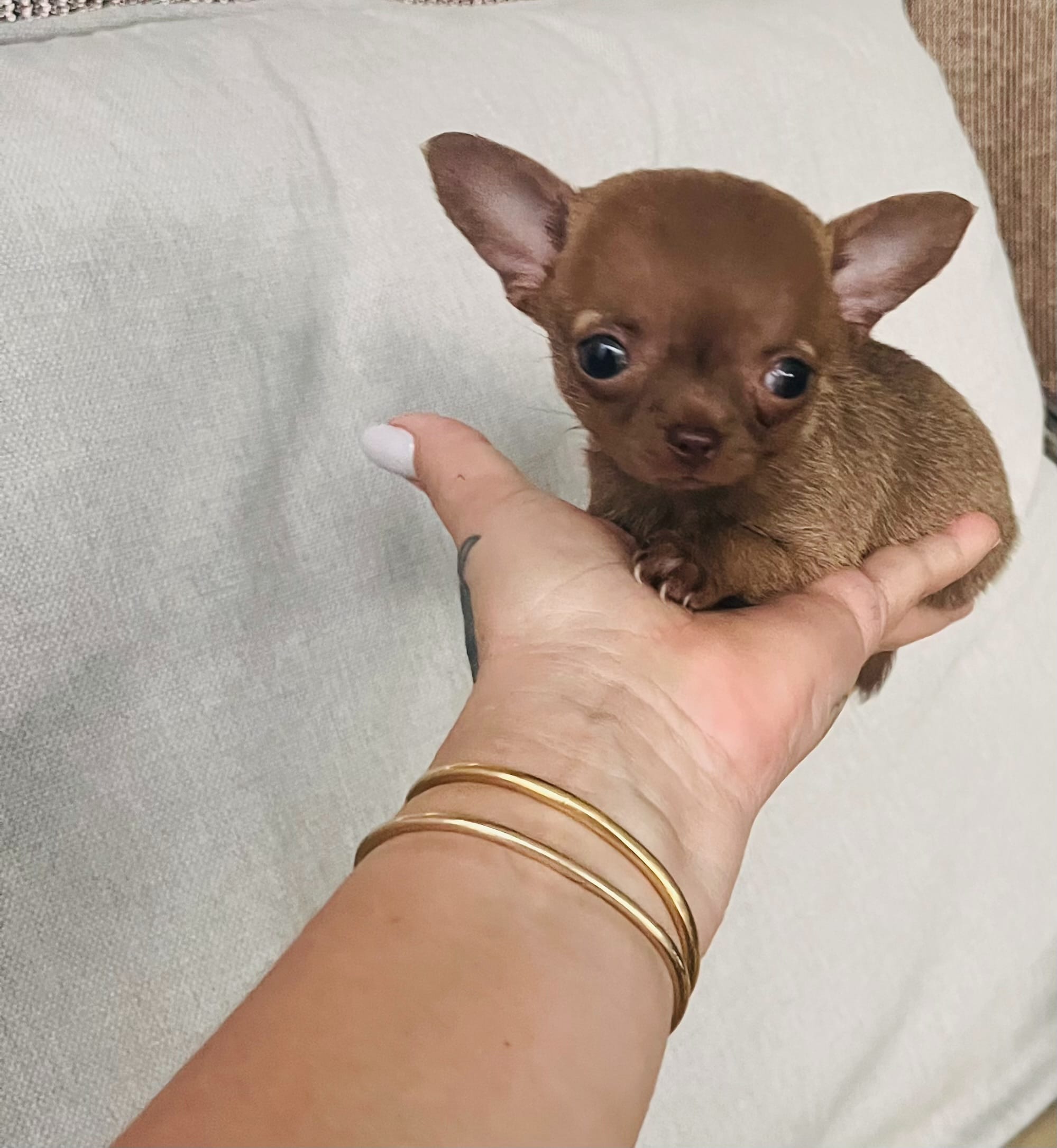 Rosy – Chihuahua puppy for sale in Miami Gardens, FL