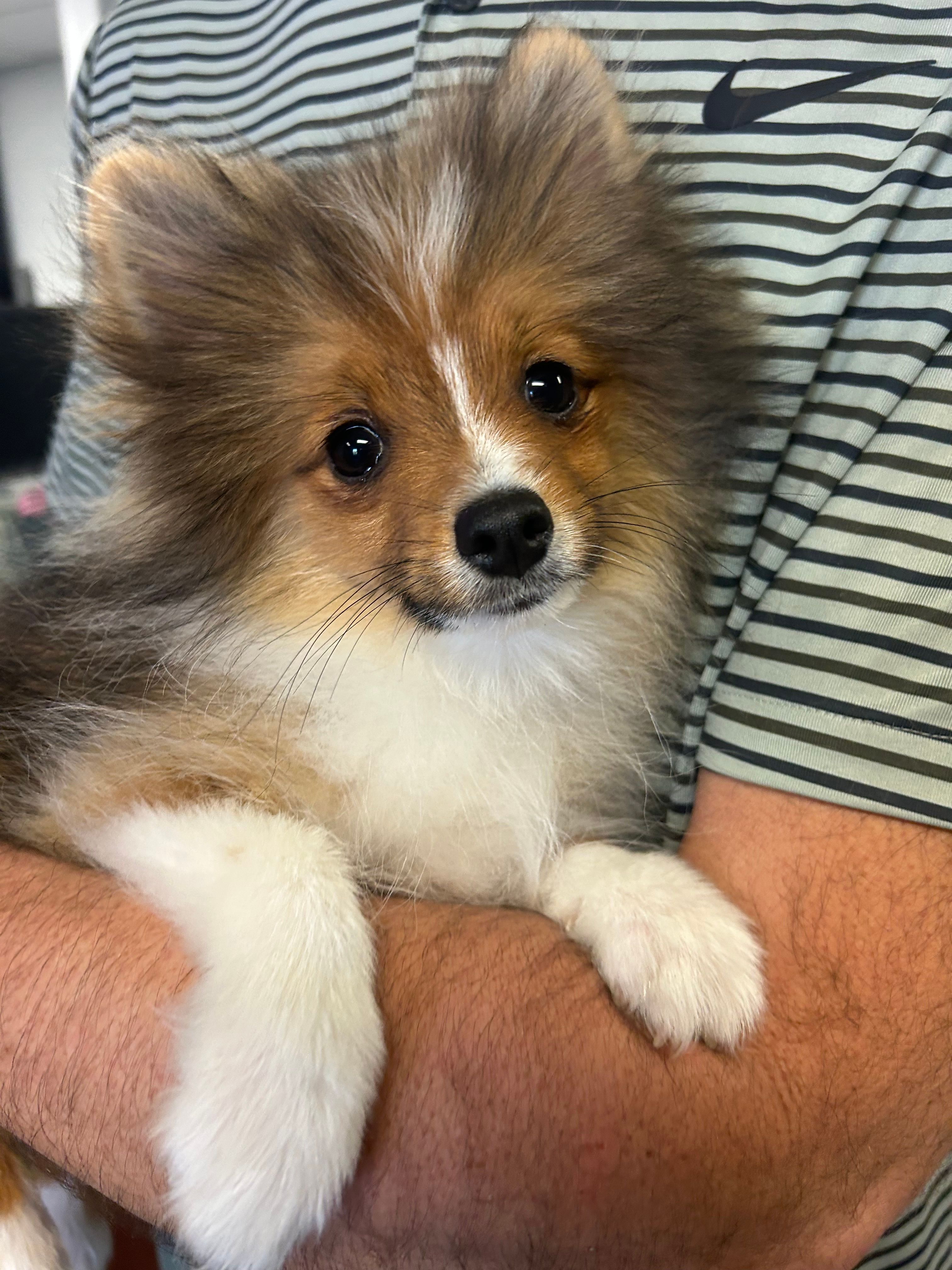 Tipper – Pomeranian puppy for sale in Saint Louis, MI