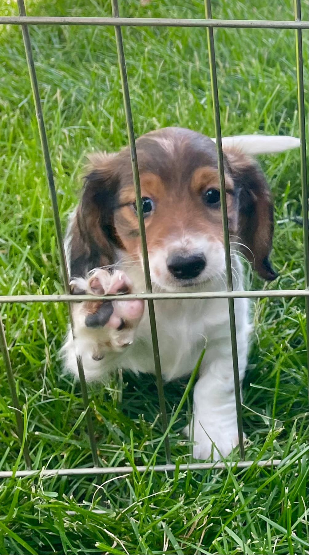 Roscoe – Miniature Dachshund puppy for sale in Richmond, KS